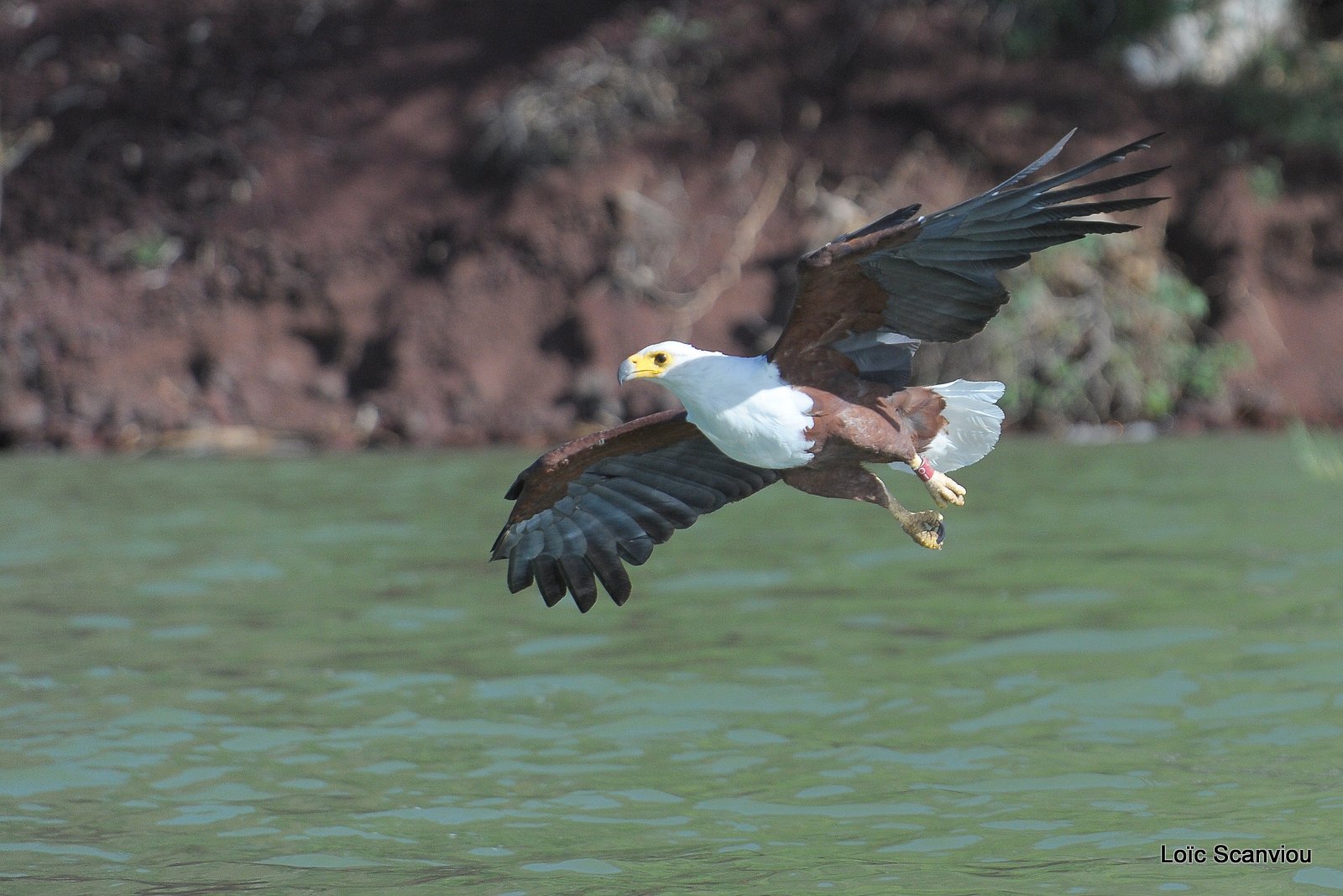 Aigle vocifère/African Fish Eagle (18)