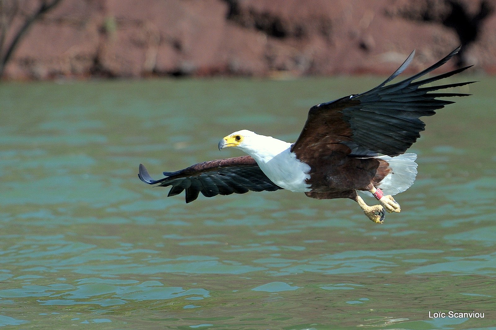 Aigle vocifère/African Fish Eagle (19)