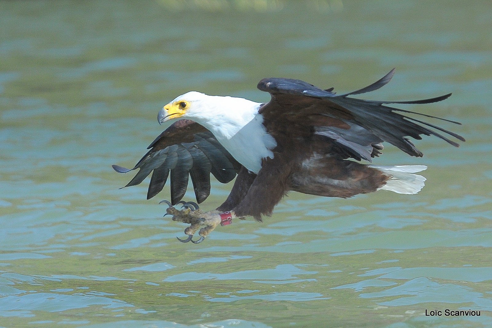 Aigle vocifère/African Fish Eagle (20)