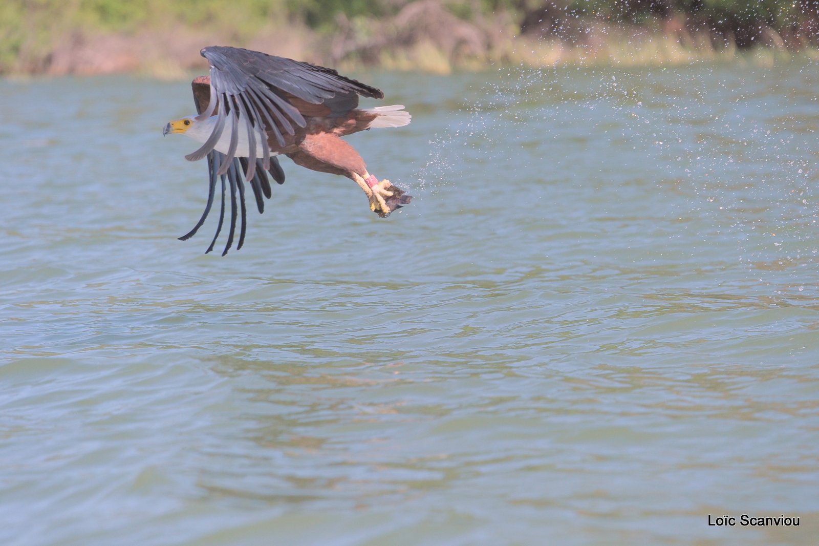 Aigle vocifère/African Fish Eagle (21)