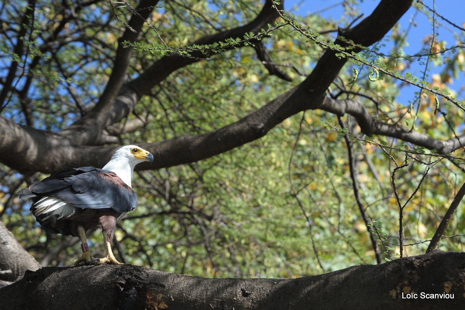 Aigle vocifère/African Fish Eagle (22)