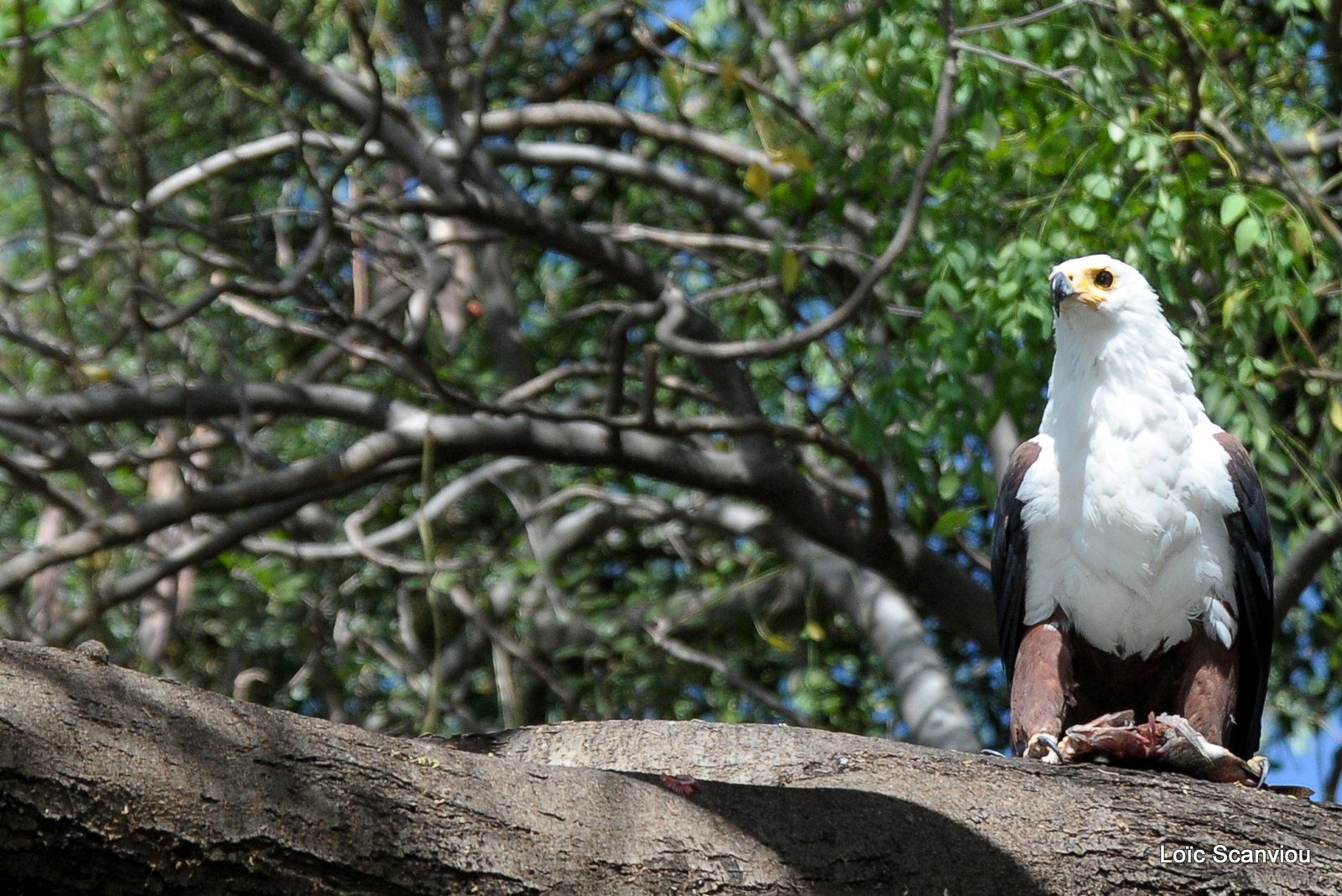 Aigle vocifère/African Fish Eagle (23)