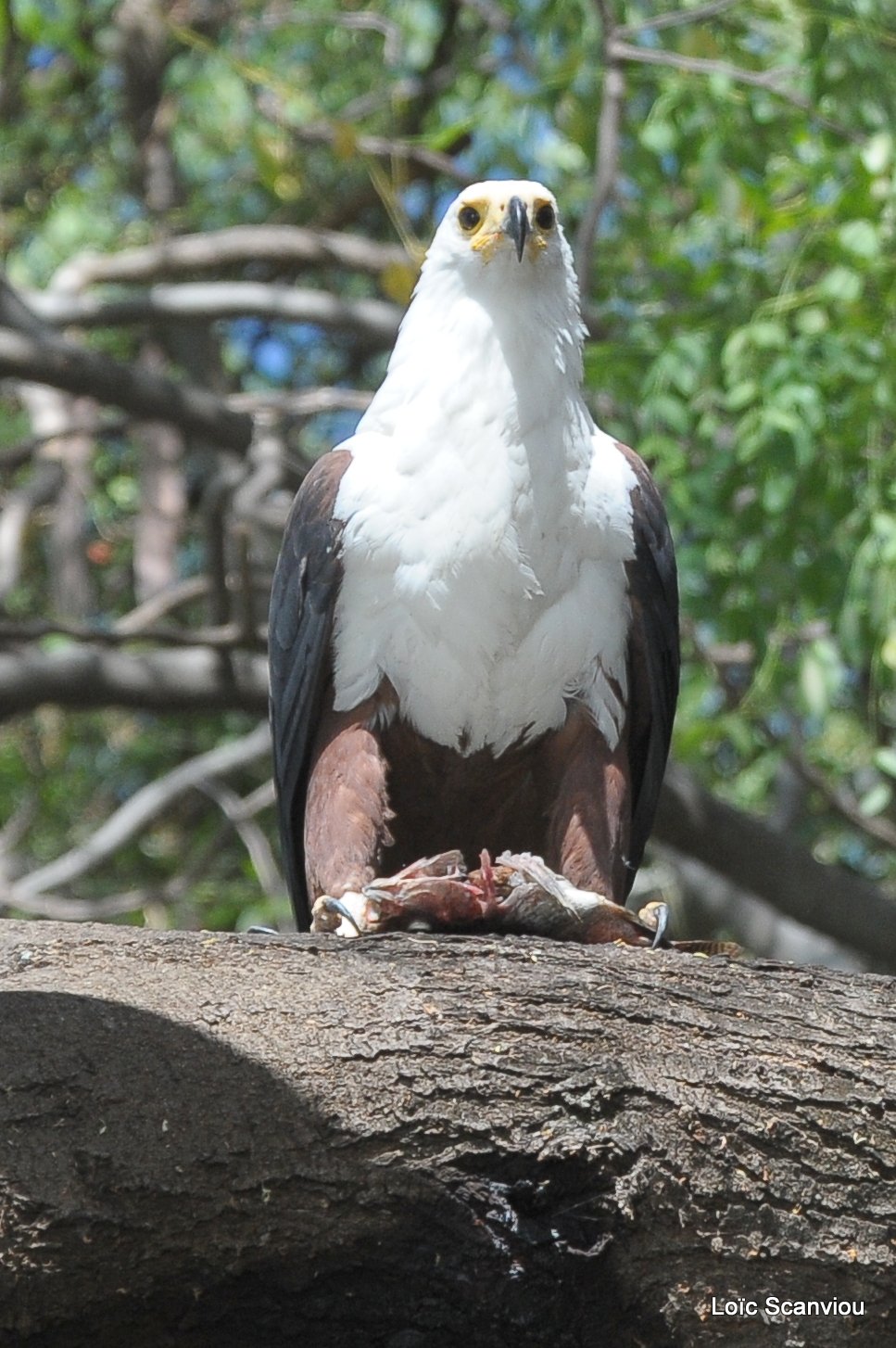 Aigle vocifère/African Fish Eagle (24)