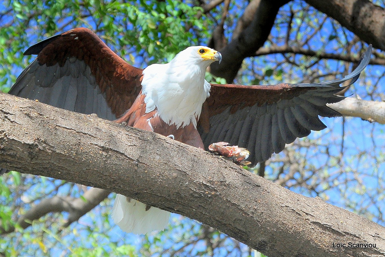 Aigle vocifère/African Fish Eagle (25)