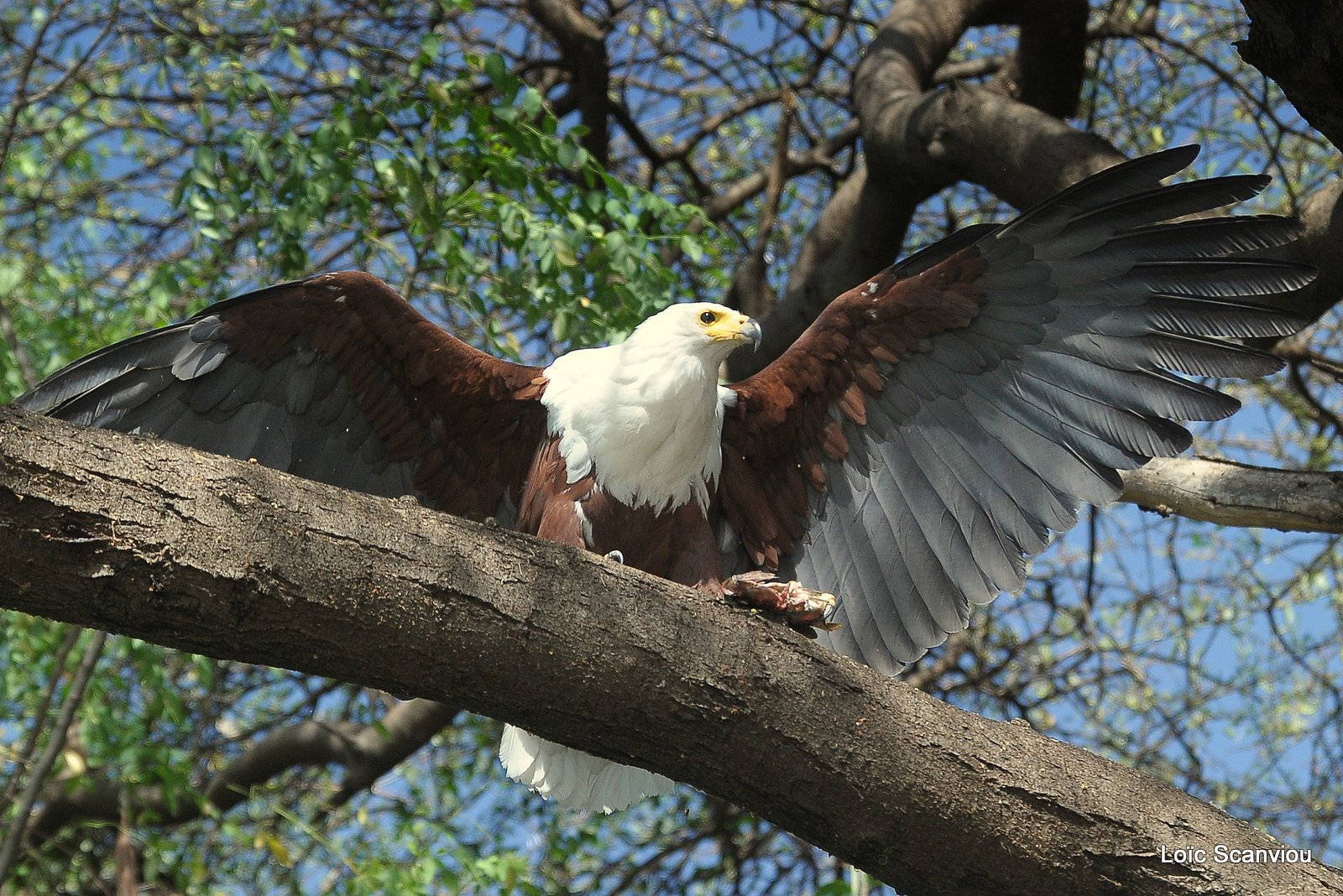 Aigle vocifère/African Fish Eagle (26)