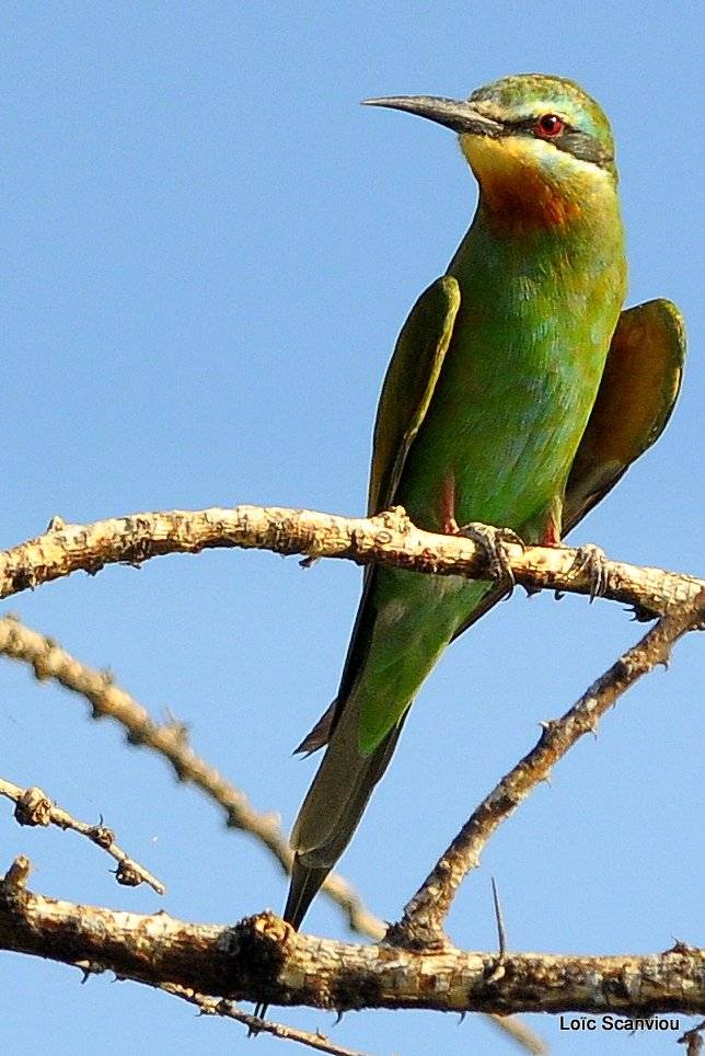 Guêpier de Perse/Blue-cheeked Bee-Eater (5)