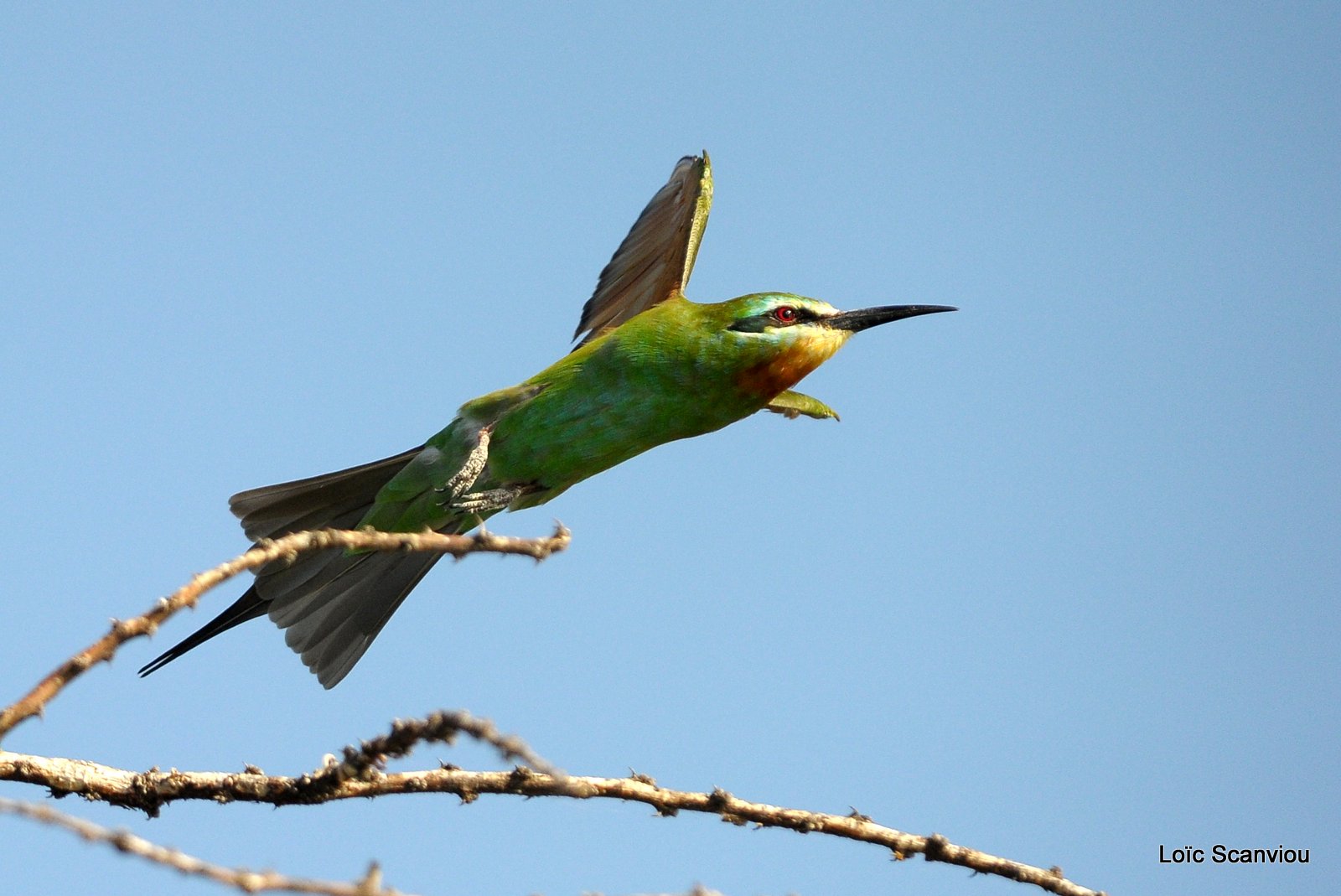 Guêpier de Perse/Blue-cheeked Bee-Eater (6)