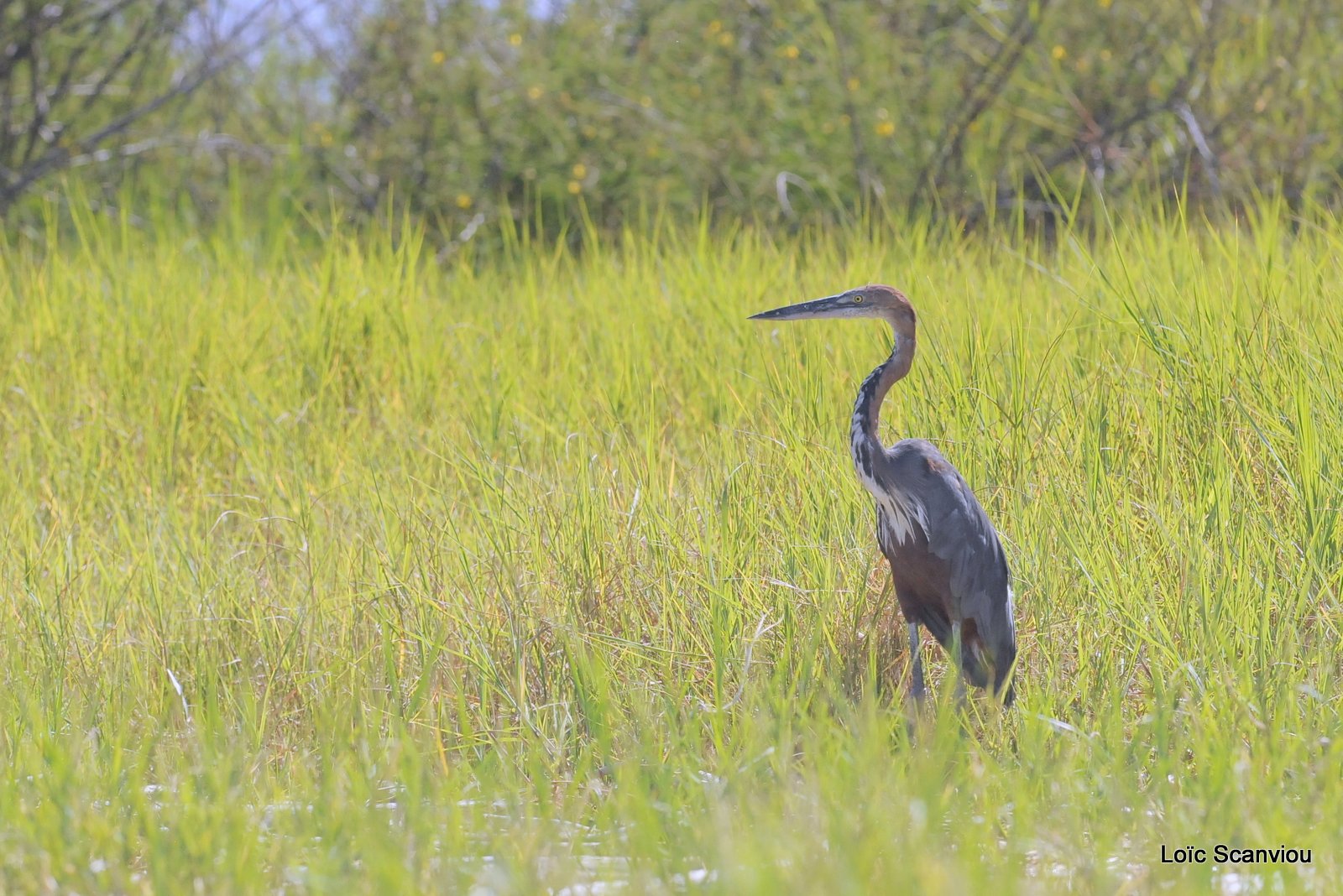 Héron Goliath/Goliath Heron (1)