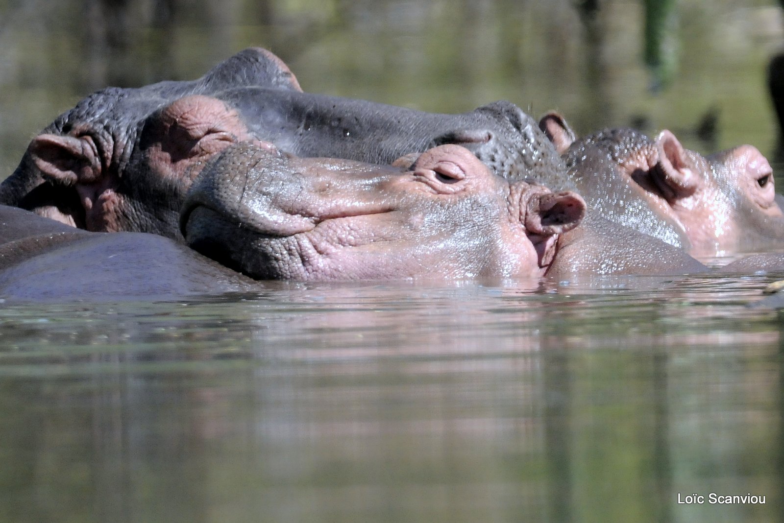 Hippopotame/Hippopotamus (1)