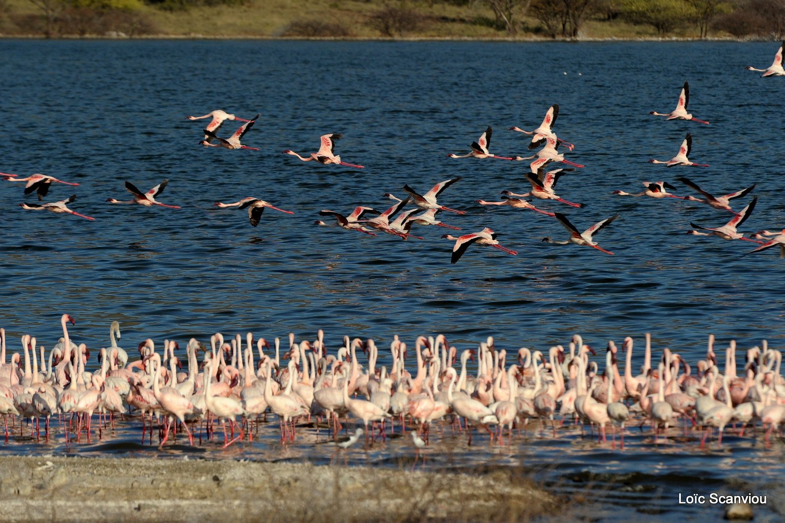 Flamants roses/Flamingoes (9)