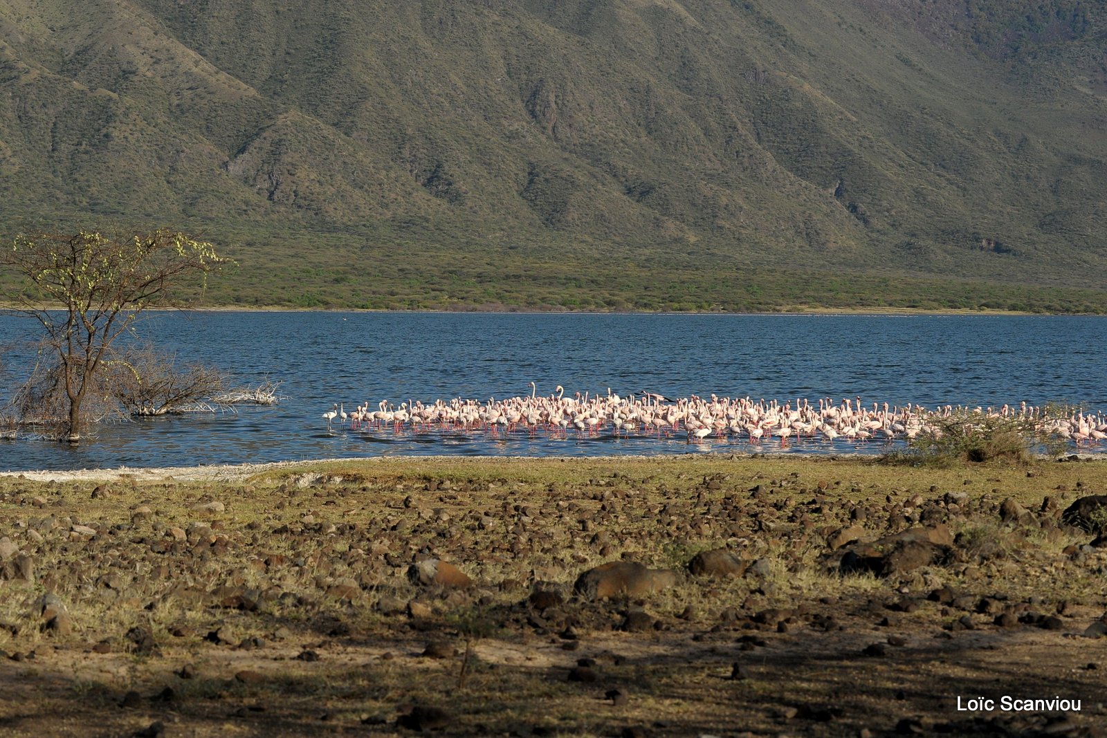 Flamants roses/Flamingoes (10)