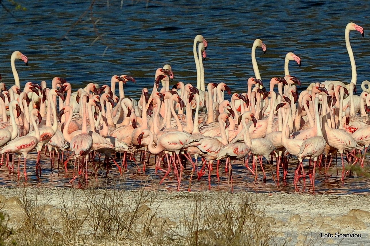 Flamants roses/Flamingoes (11)