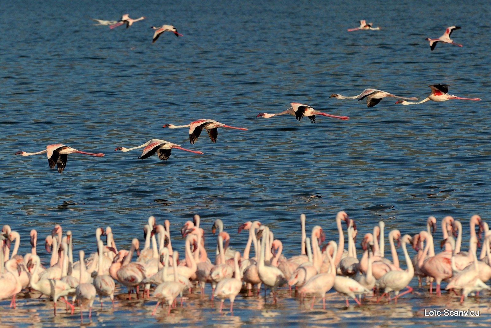 Flamants roses/Flamingoes (12)