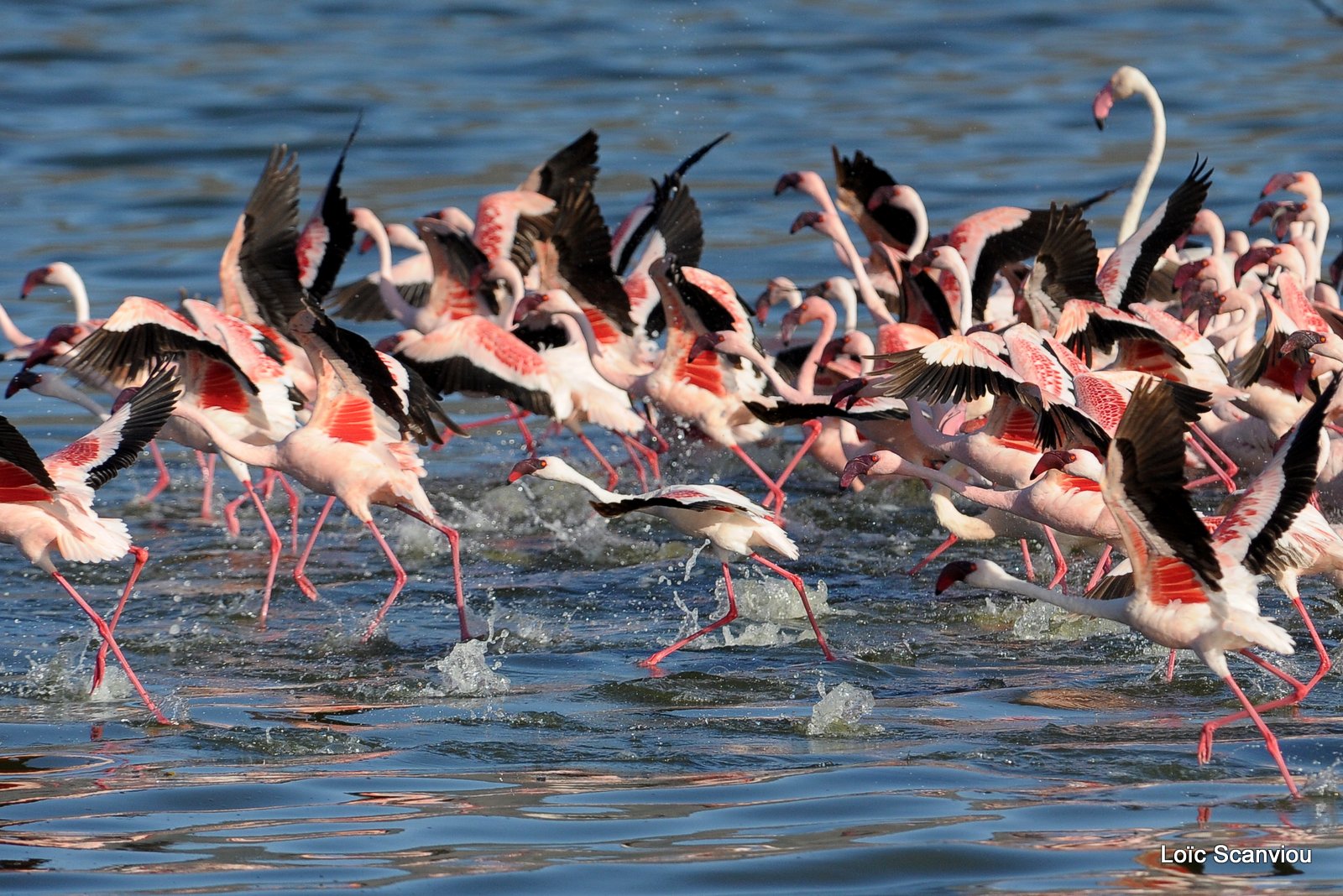 Flamants roses/Flamingoes (13)