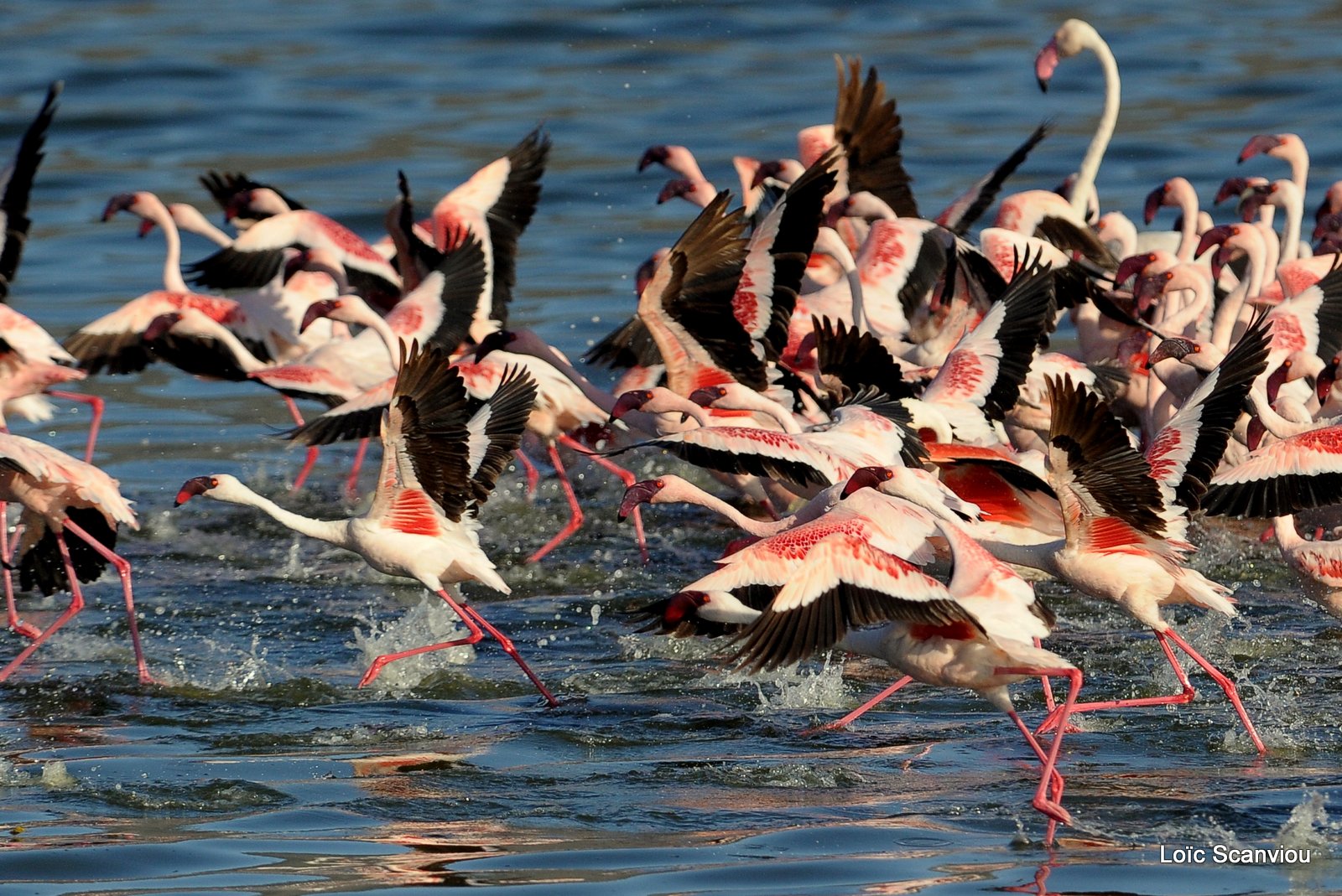 Flamants roses/Flamingoes (14)