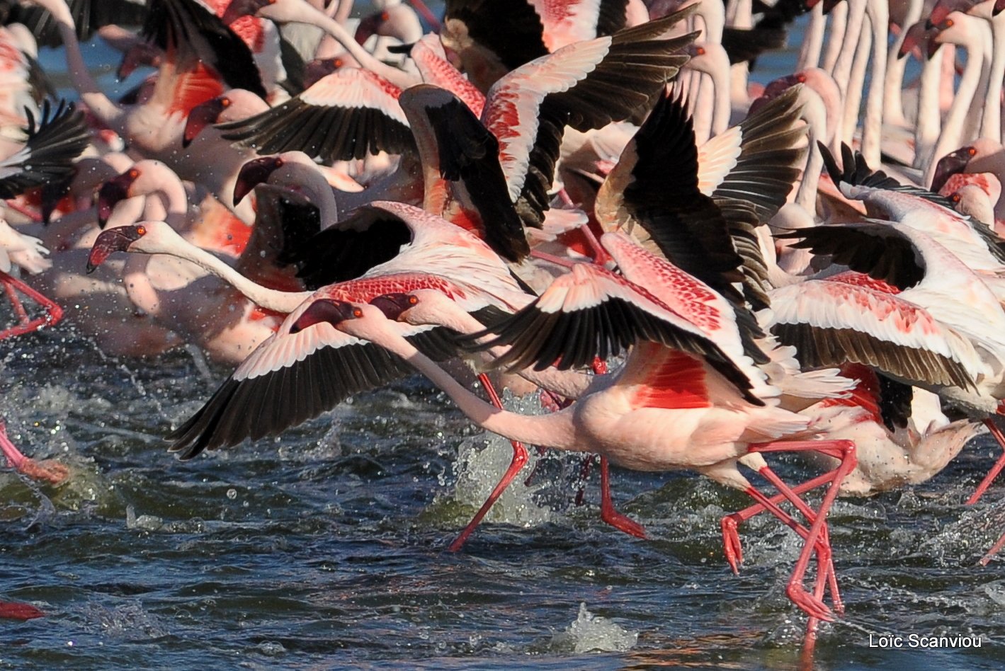 Flamants roses/Flamingoes (15)