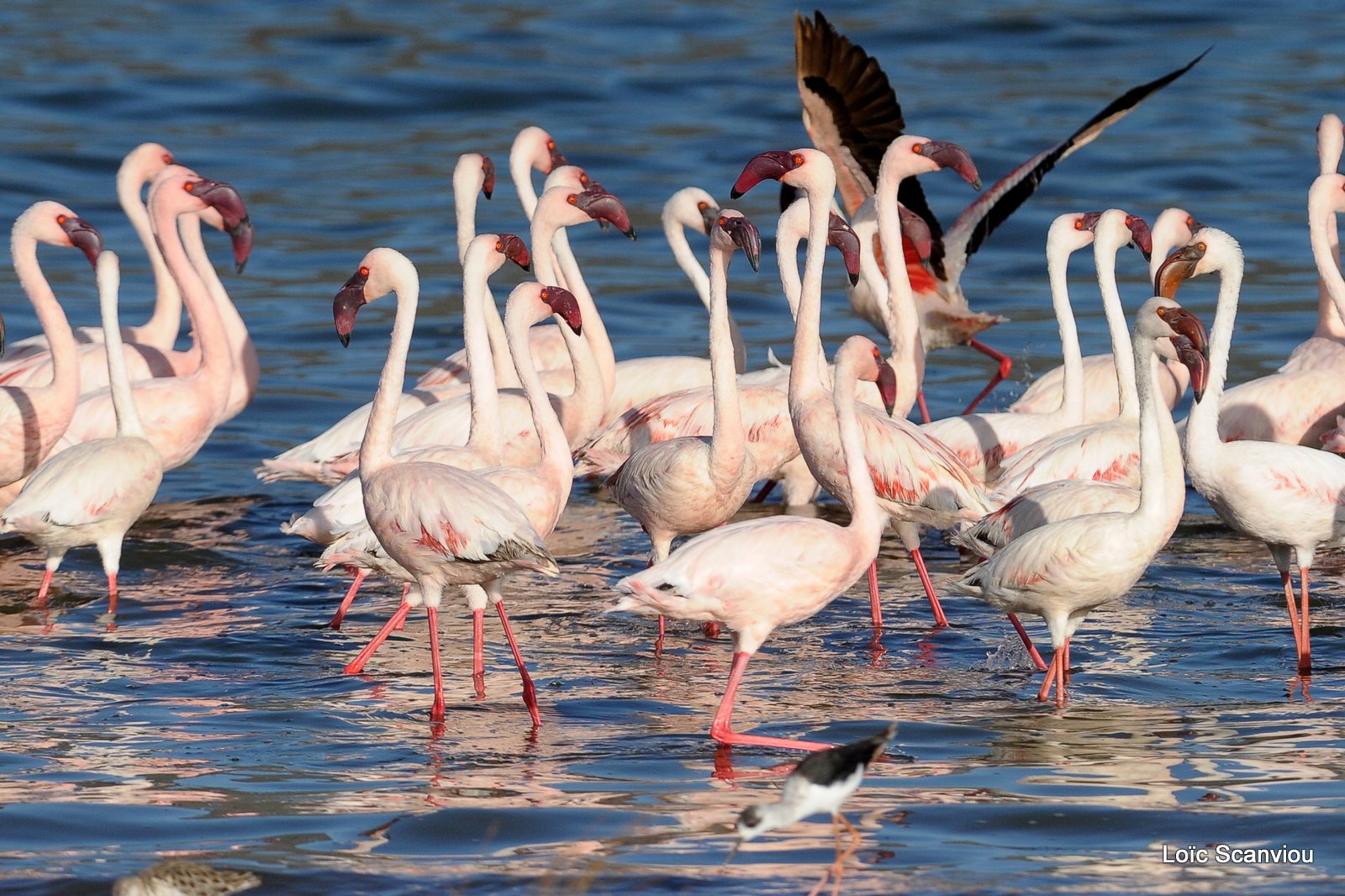 Flamants roses/Flamingoes (16)