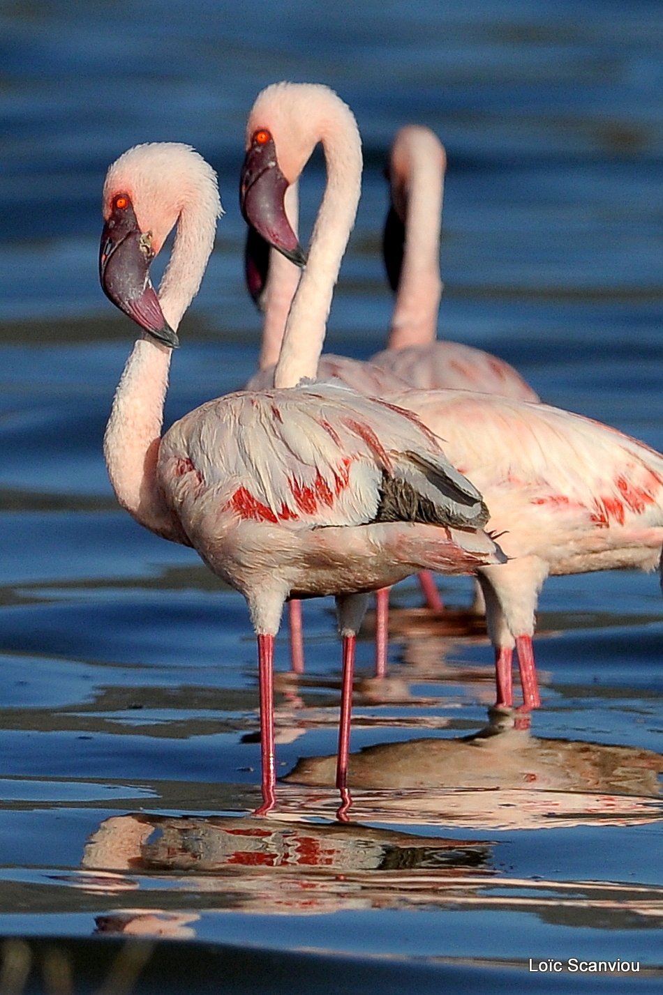 Flamants roses/Flamingoes (17)