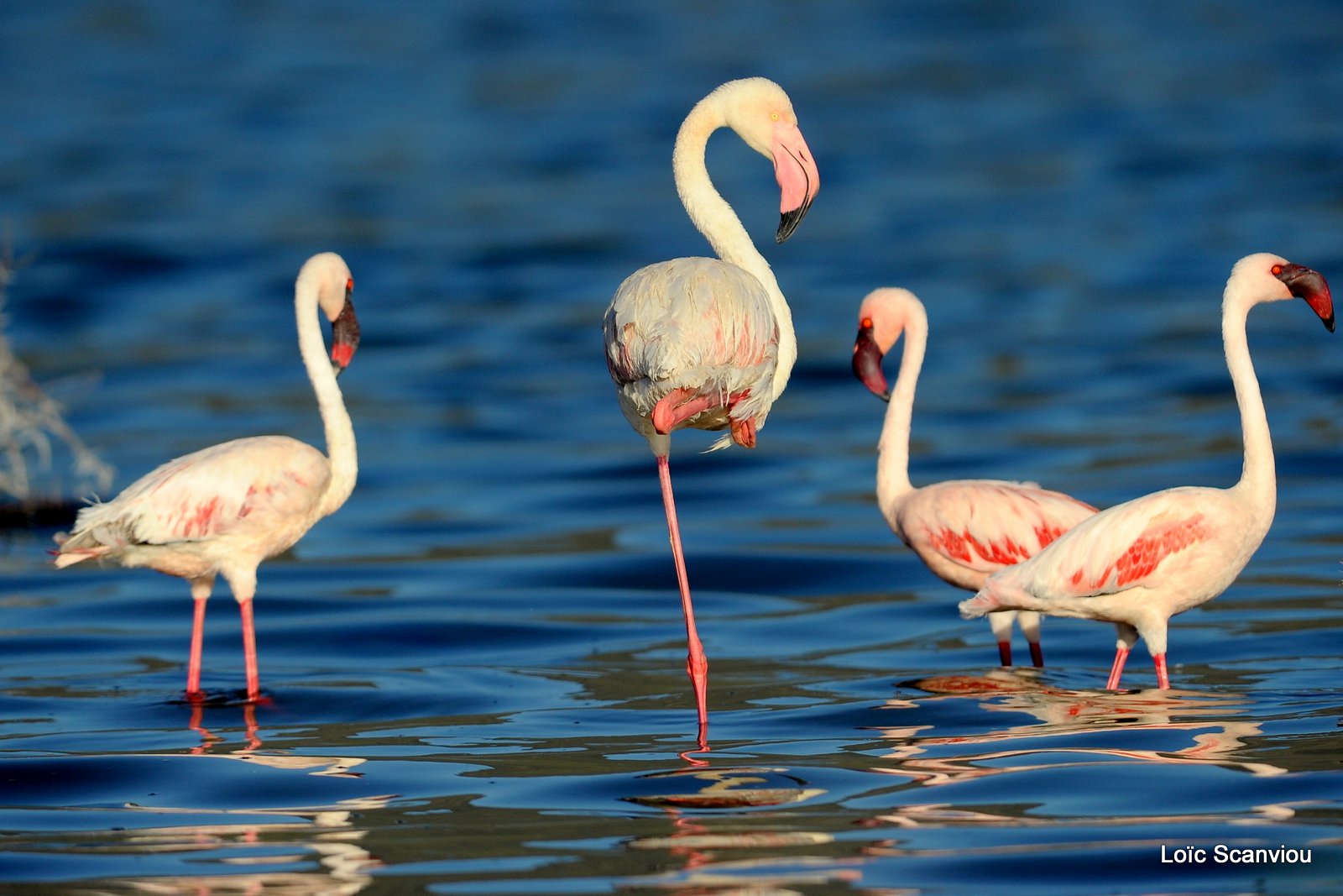 Flamants roses/Flamingoes (18)