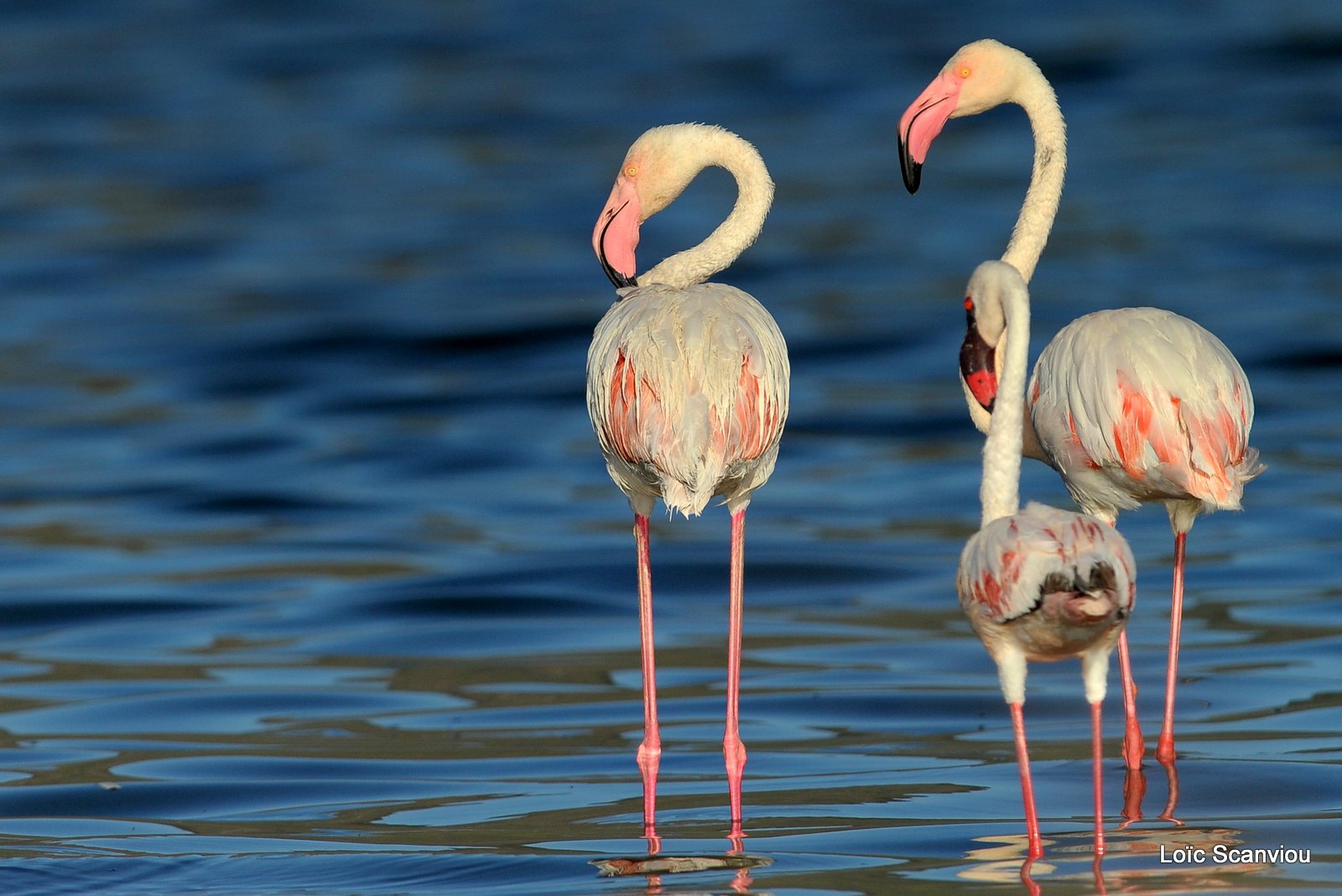 Flamants roses/Flamingoes (19)