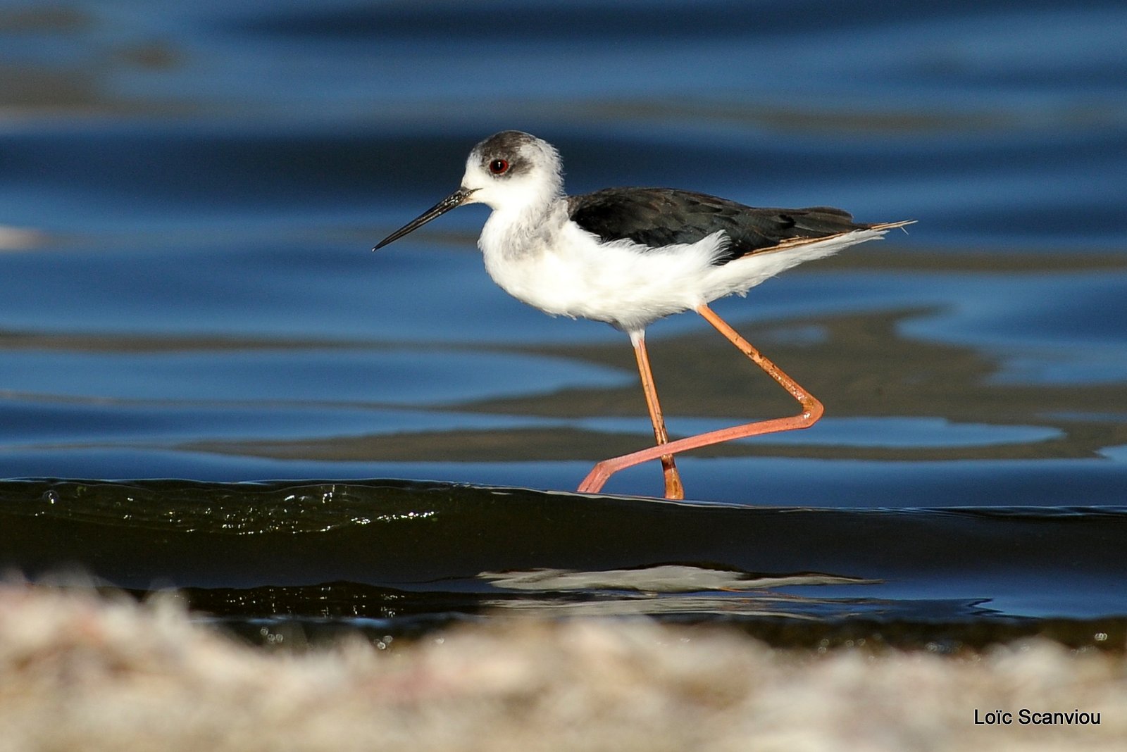 Echasse blanche/Black-winged Stilt (1)