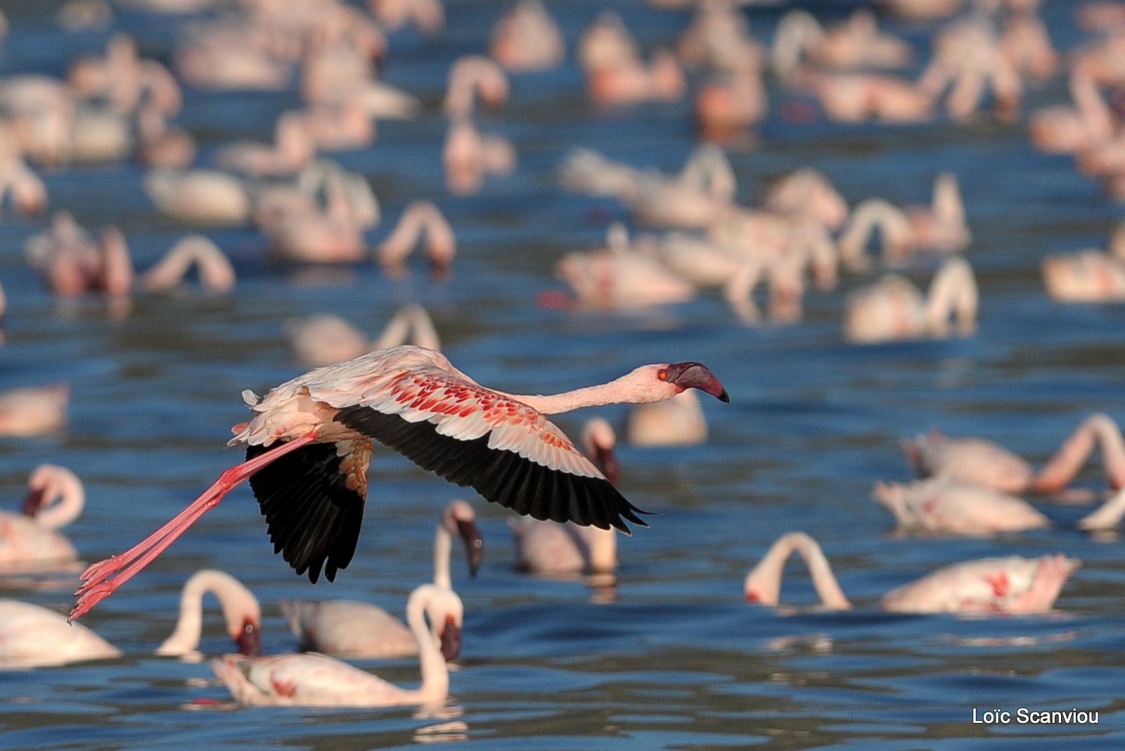 Flamants roses/Flamingoes (20)