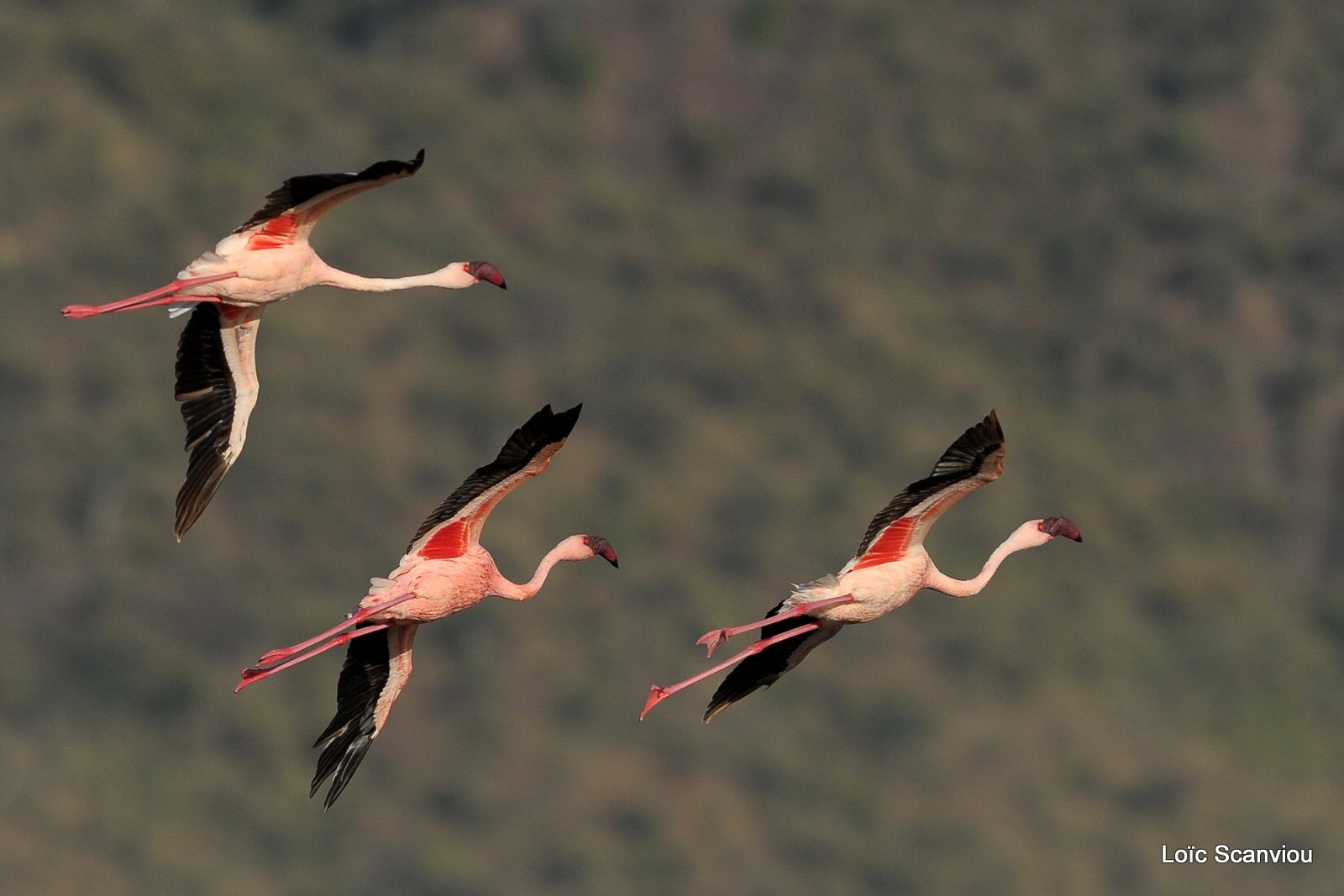 Flamants roses/Flamingoes (21)