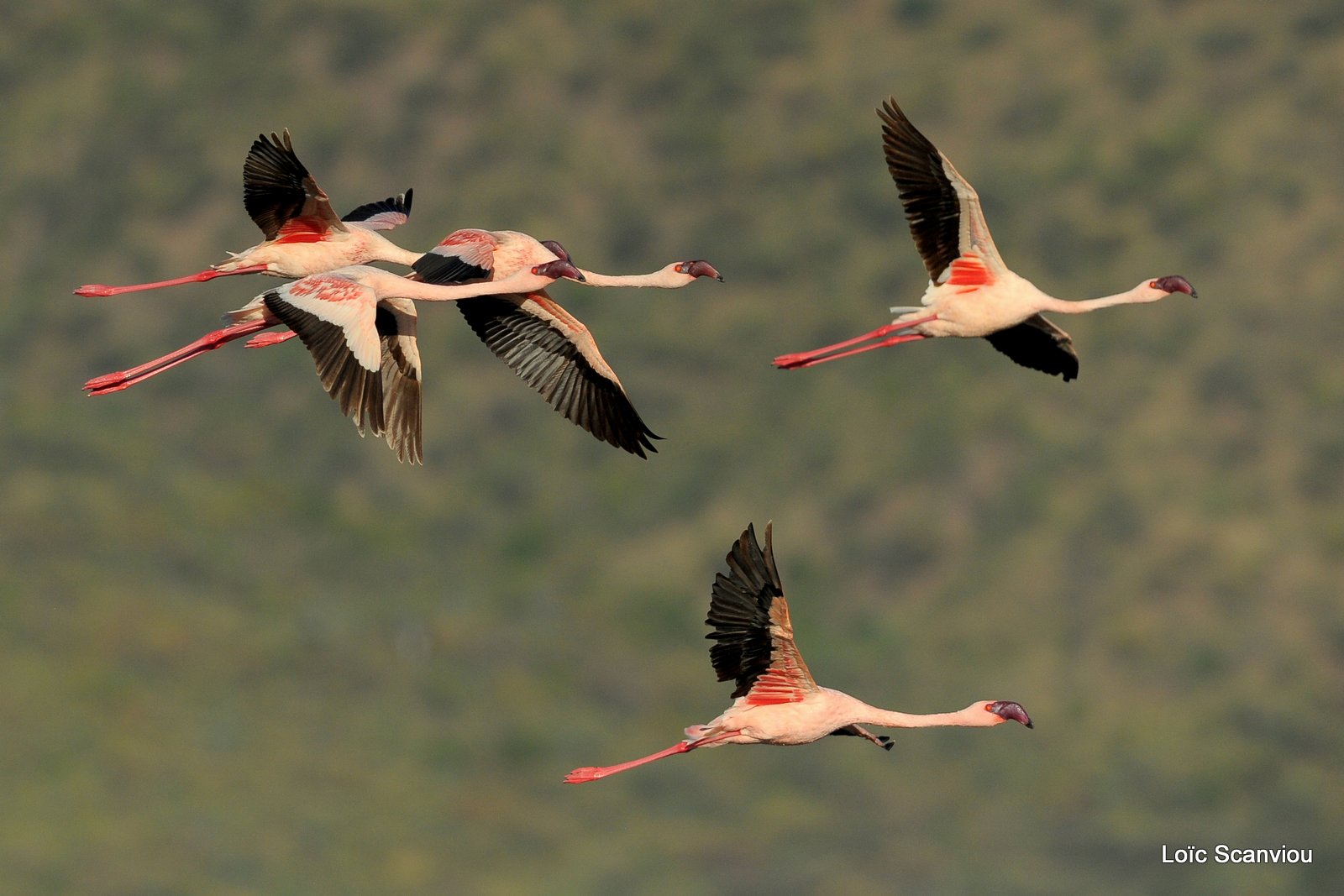 Flamants roses/Flamingoes (22)