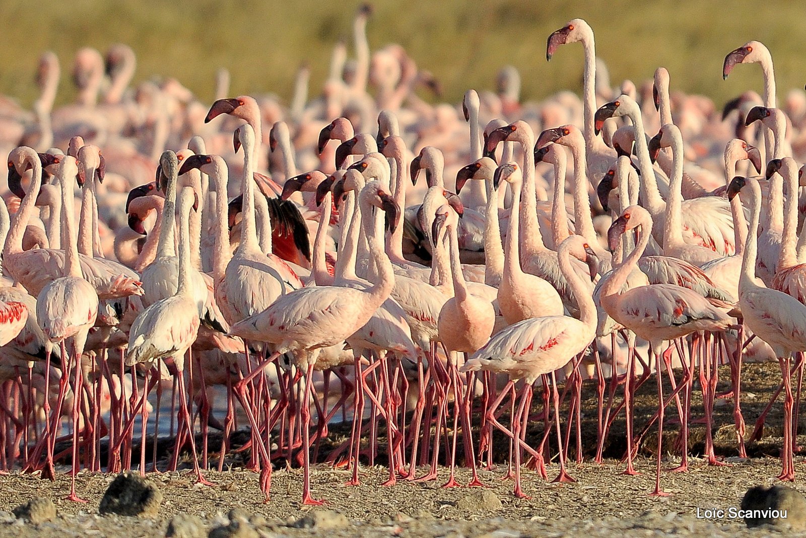 Flamants roses/Flamingoes (23)