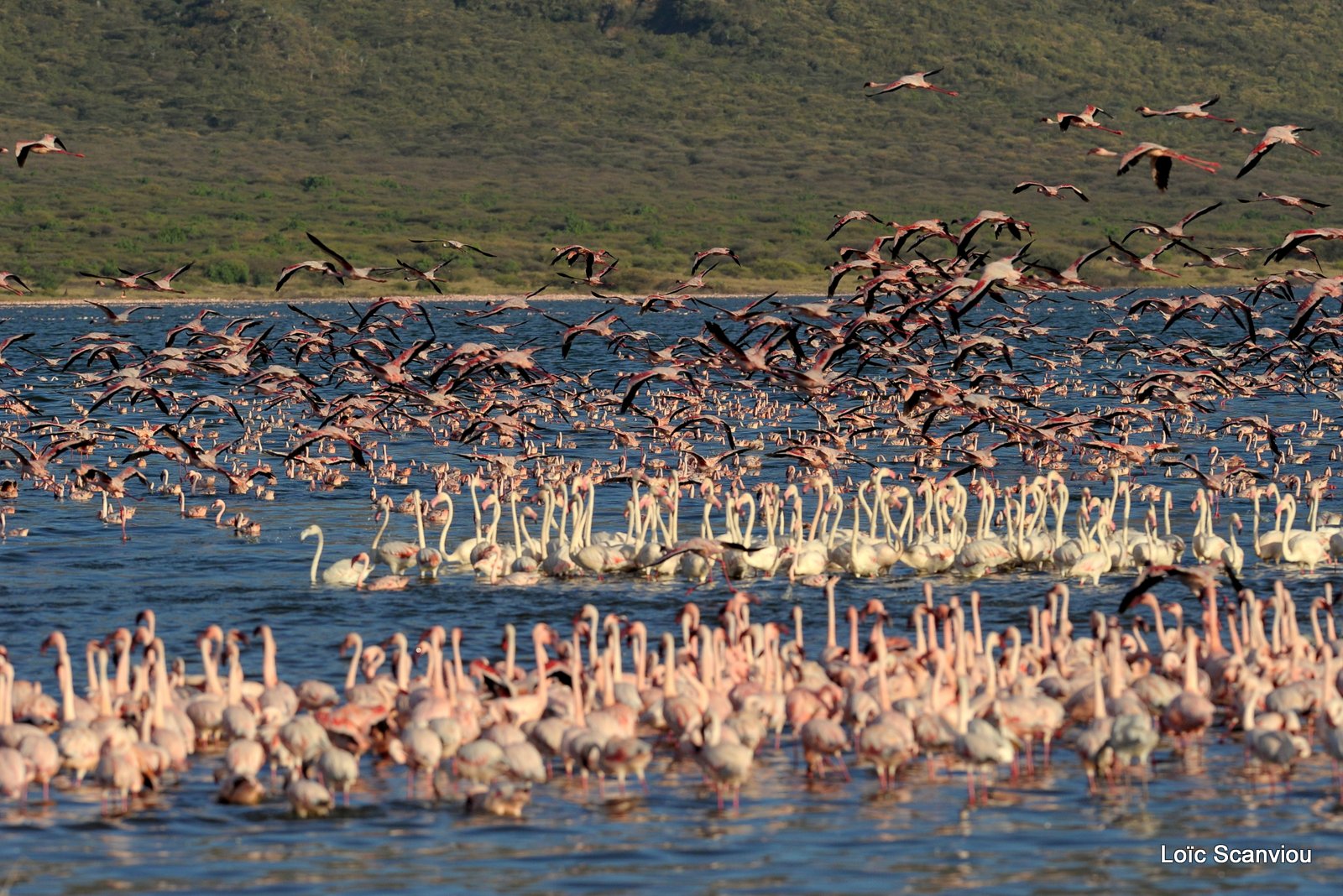 Flamants roses/Flamingoes (24)