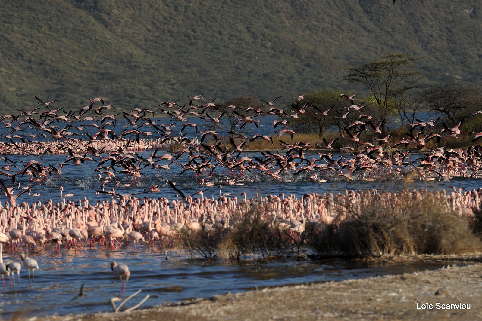 Flamants roses/Flamingoes (25)