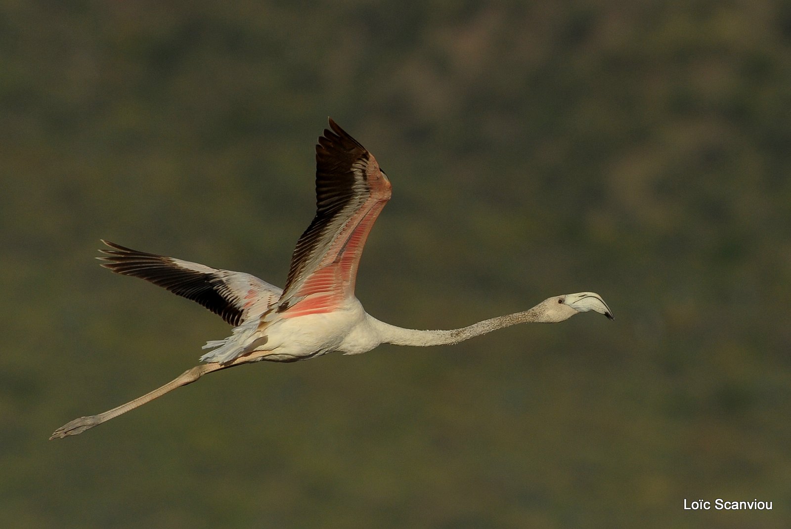 Flamants roses/Flamingoes (26)