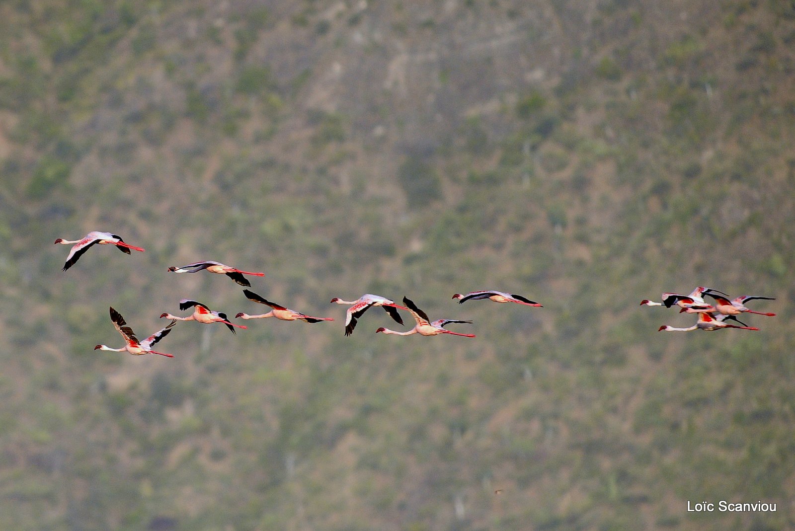 Flamants roses/Flamingoes (27)