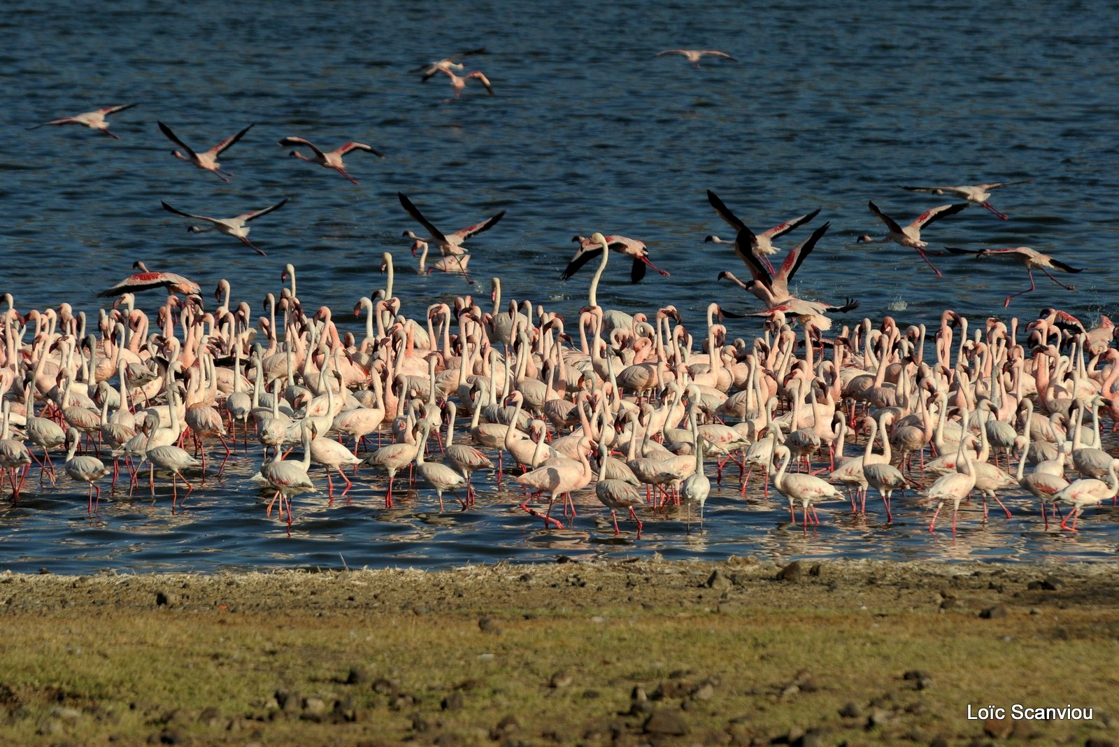 Flamants roses/Flamingoes (8)