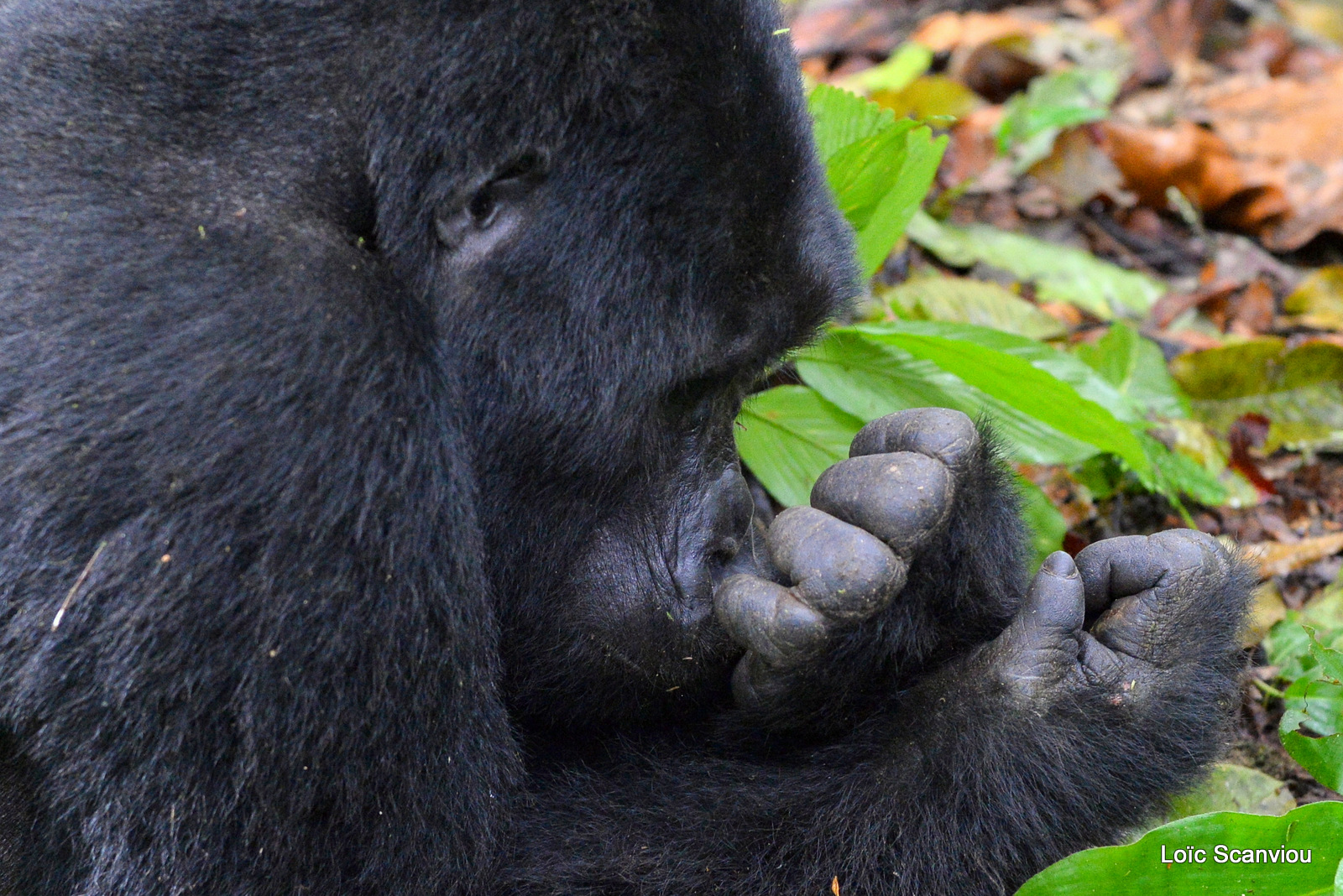 Gorille de montagne/Mountain Gorilla (5)