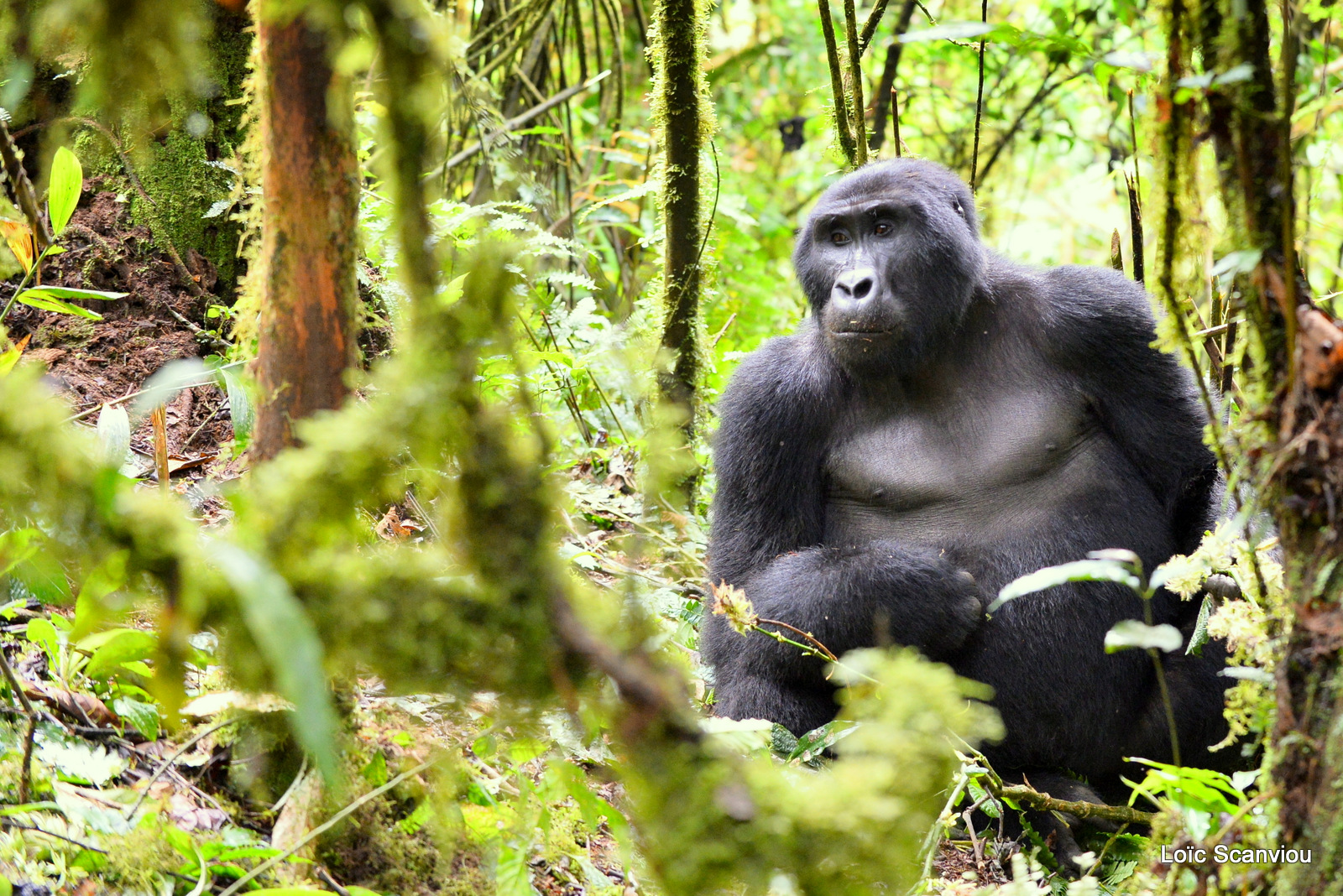 Gorille de montagne/Mountain Gorilla (6)