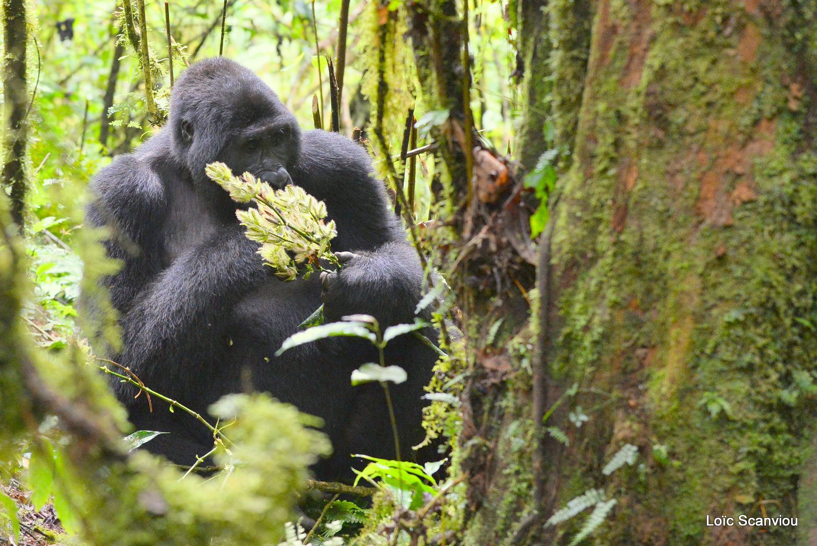 Gorille de montagne/Mountain Gorilla (7)