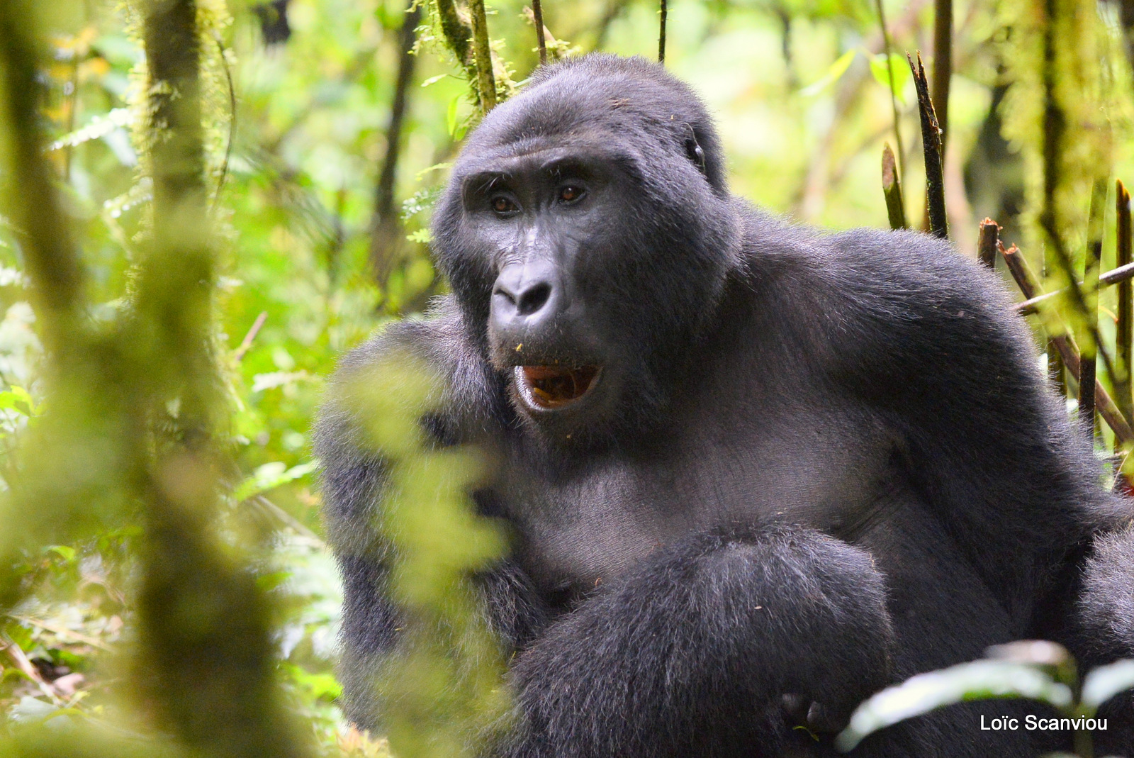 Gorille de montagne/Mountain Gorilla (8)