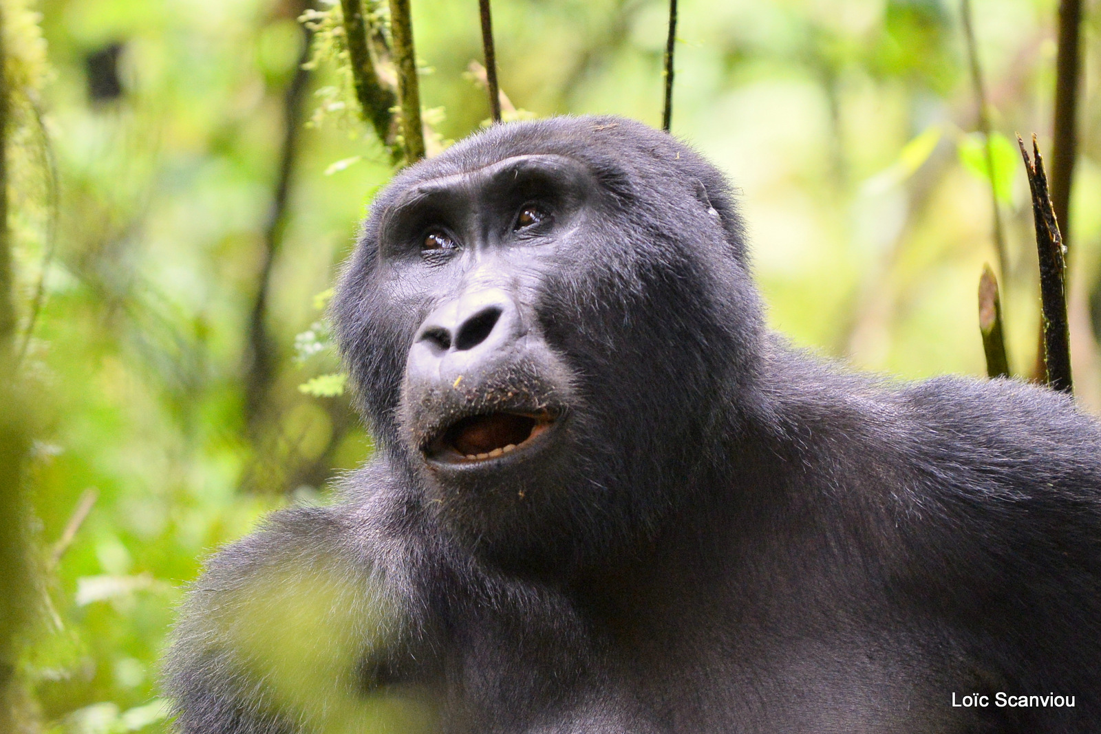 Gorille de montagne/Mountain Gorilla (9)