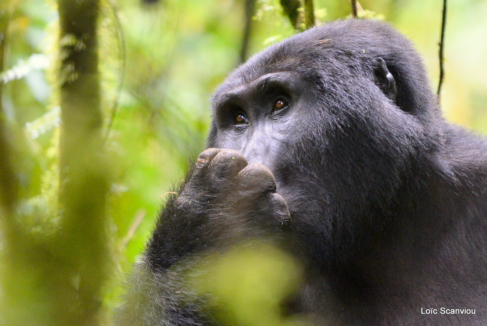 Gorille de montagne/Mountain Gorilla (10)