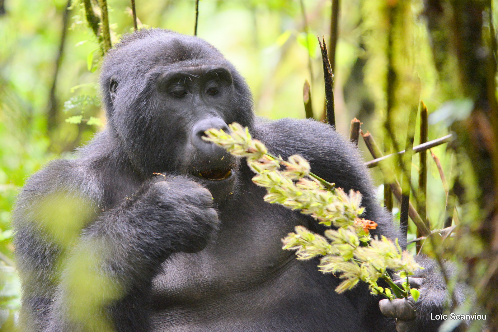 Gorille de montagne/Mountain Gorilla (11)