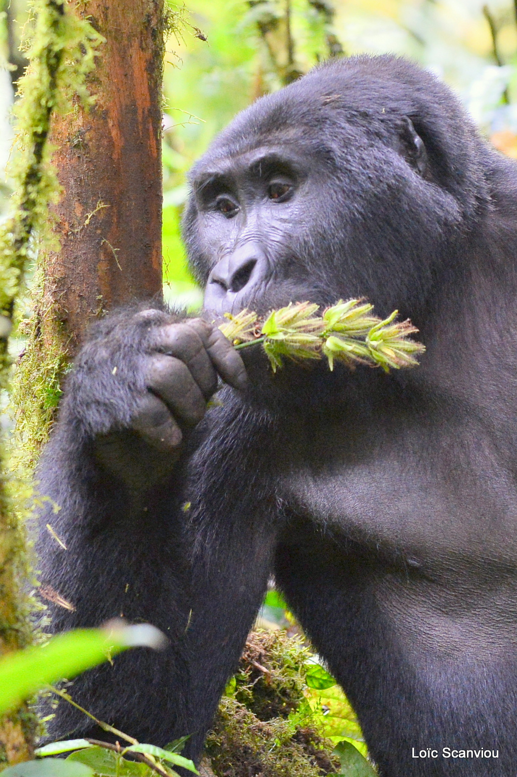 Gorille de montagne/Mountain Gorilla (12)