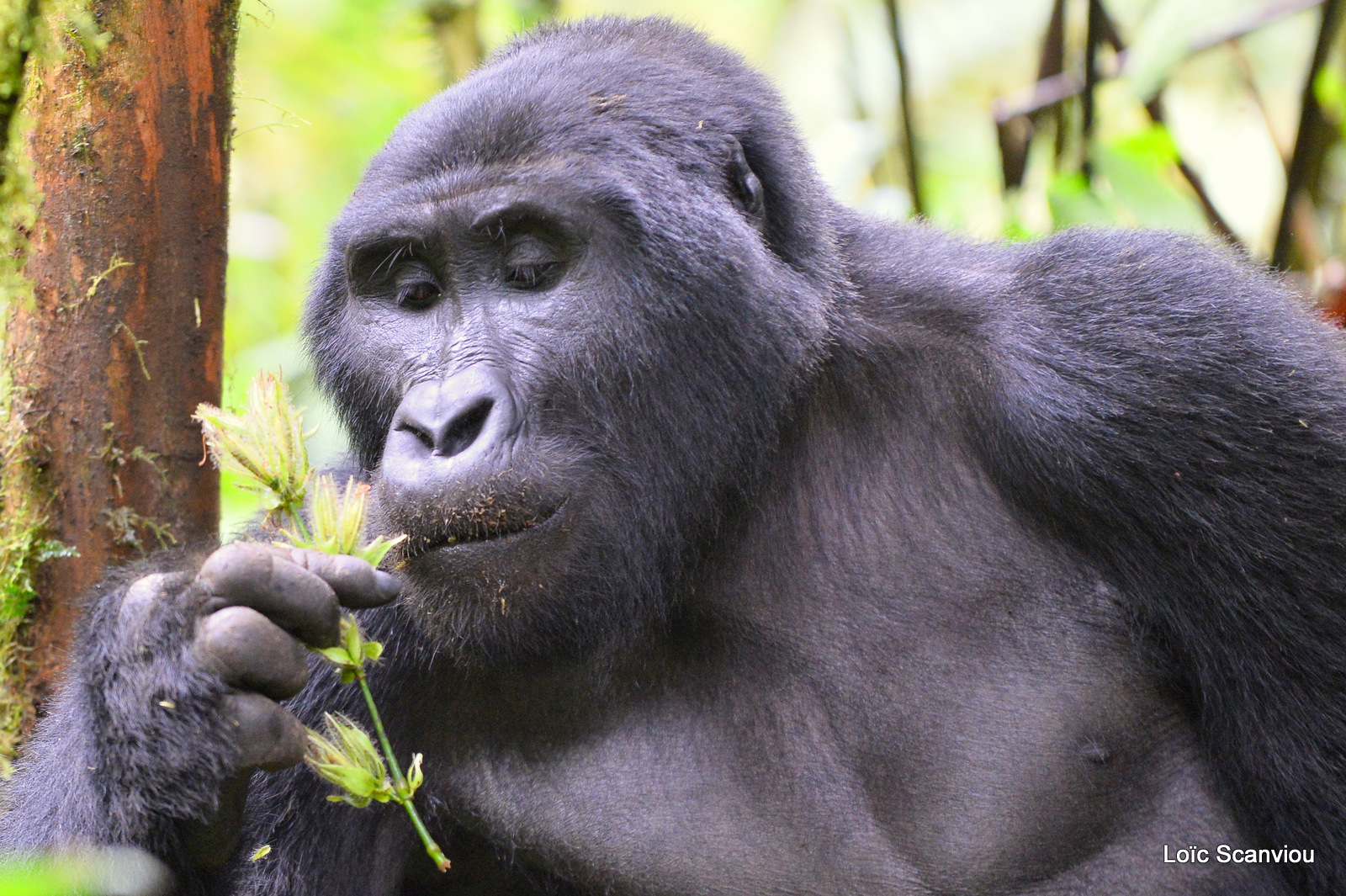 Gorille de montagne/Mountain Gorilla (13)