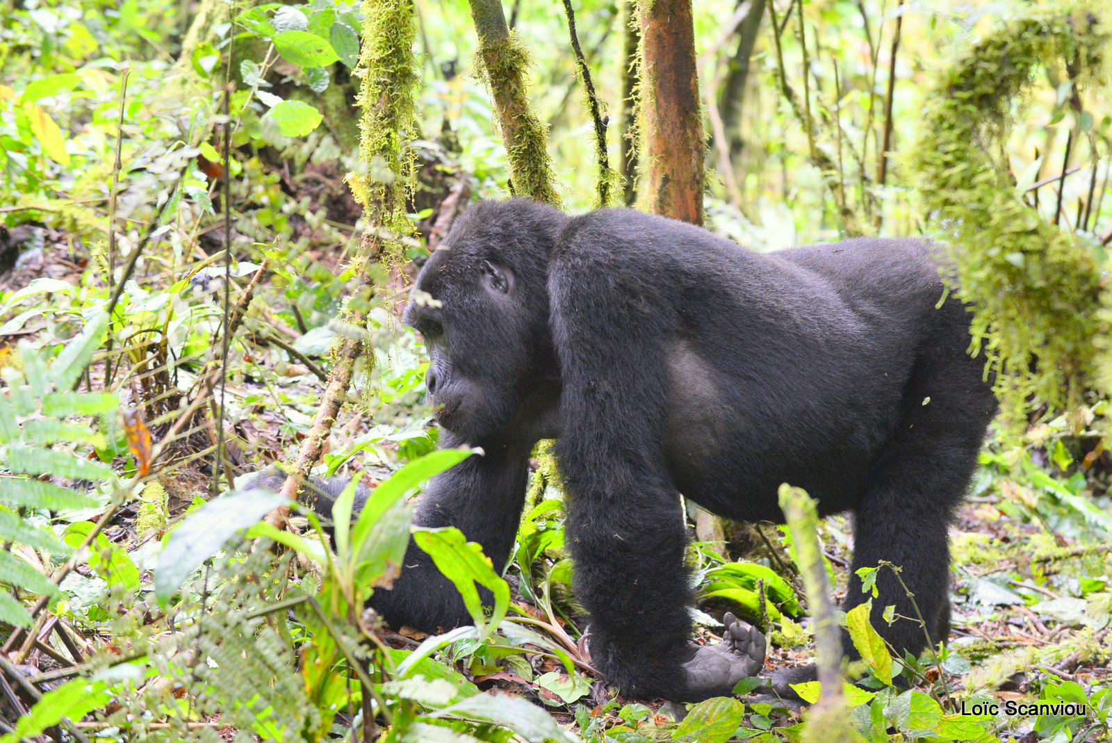 Gorille de montagne/Mountain Gorilla (14)