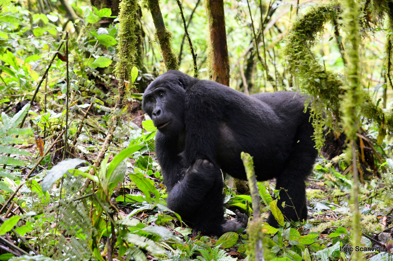 Gorille de montagne/Mountain Gorilla (15)