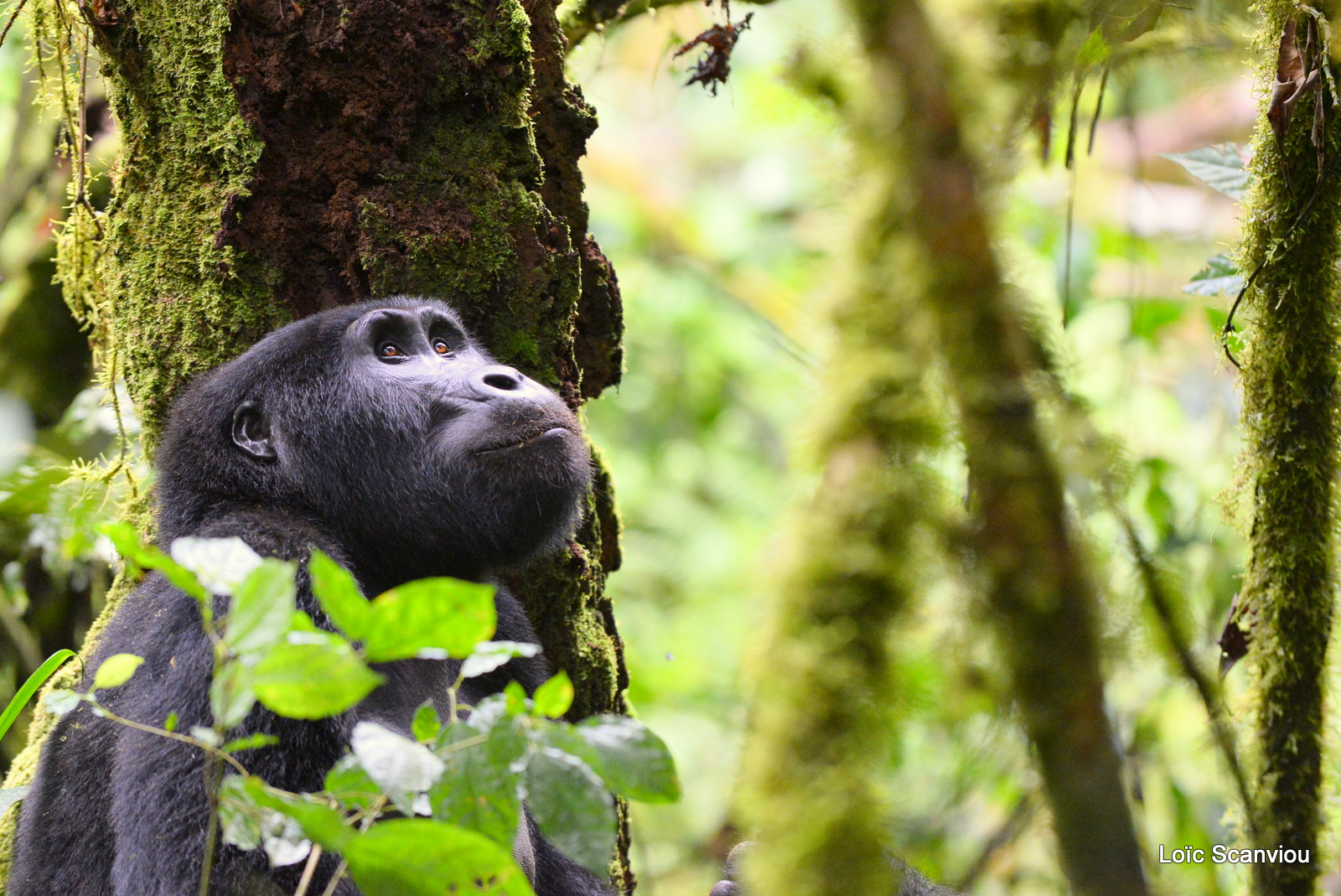 Gorille de montagne/Mountain Gorilla (16)