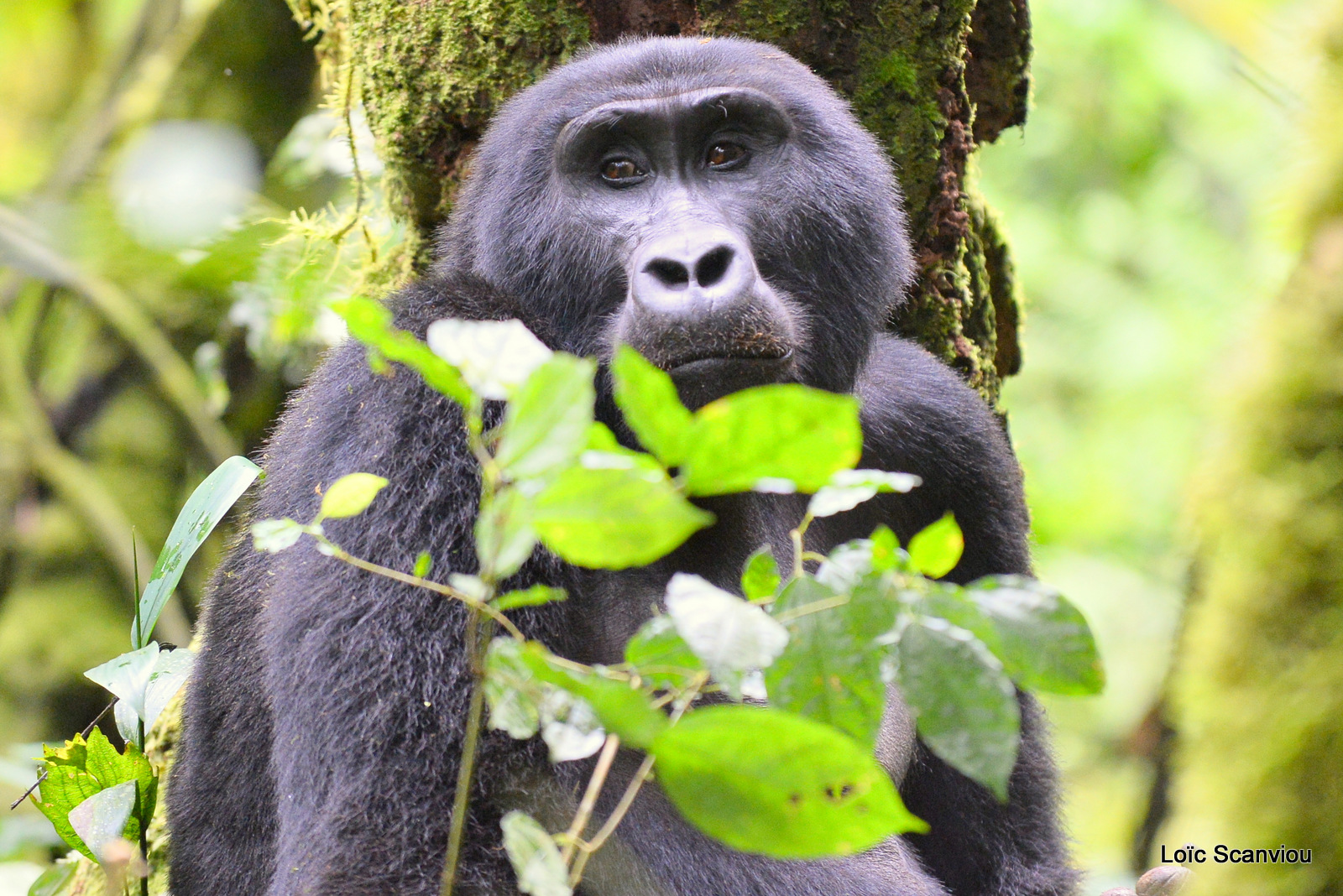 Gorille de montagne/Mountain Gorilla (17)