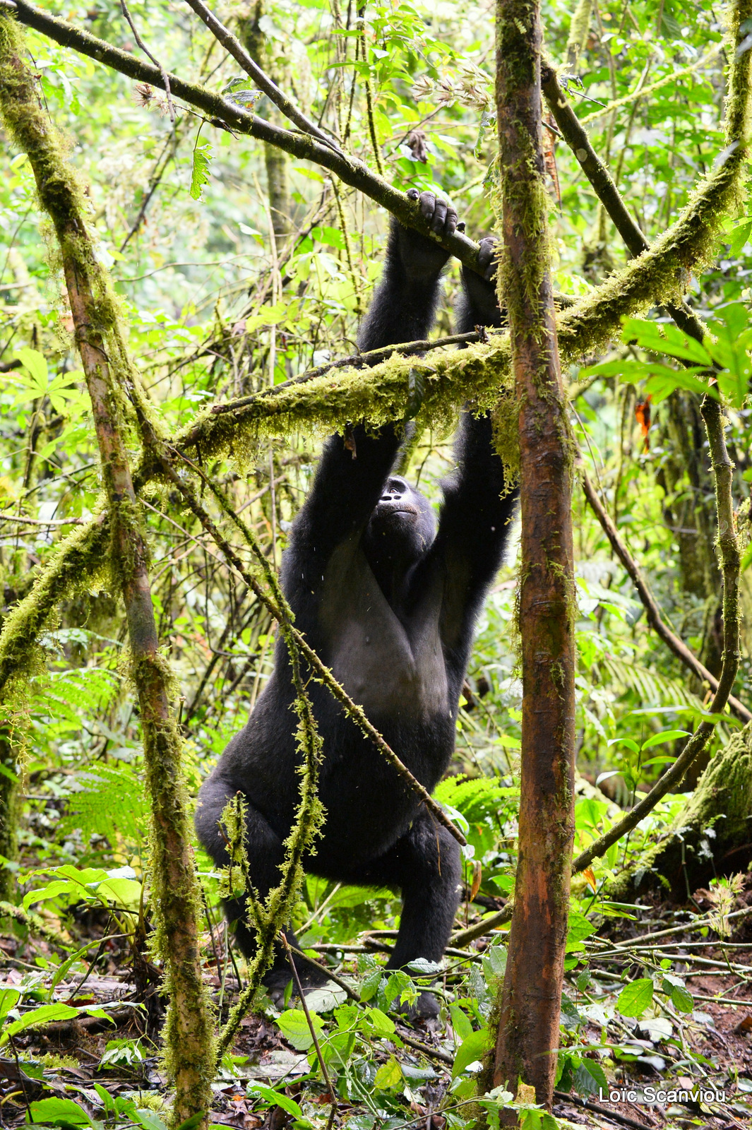 Gorille de montagne/Mountain Gorilla (18)