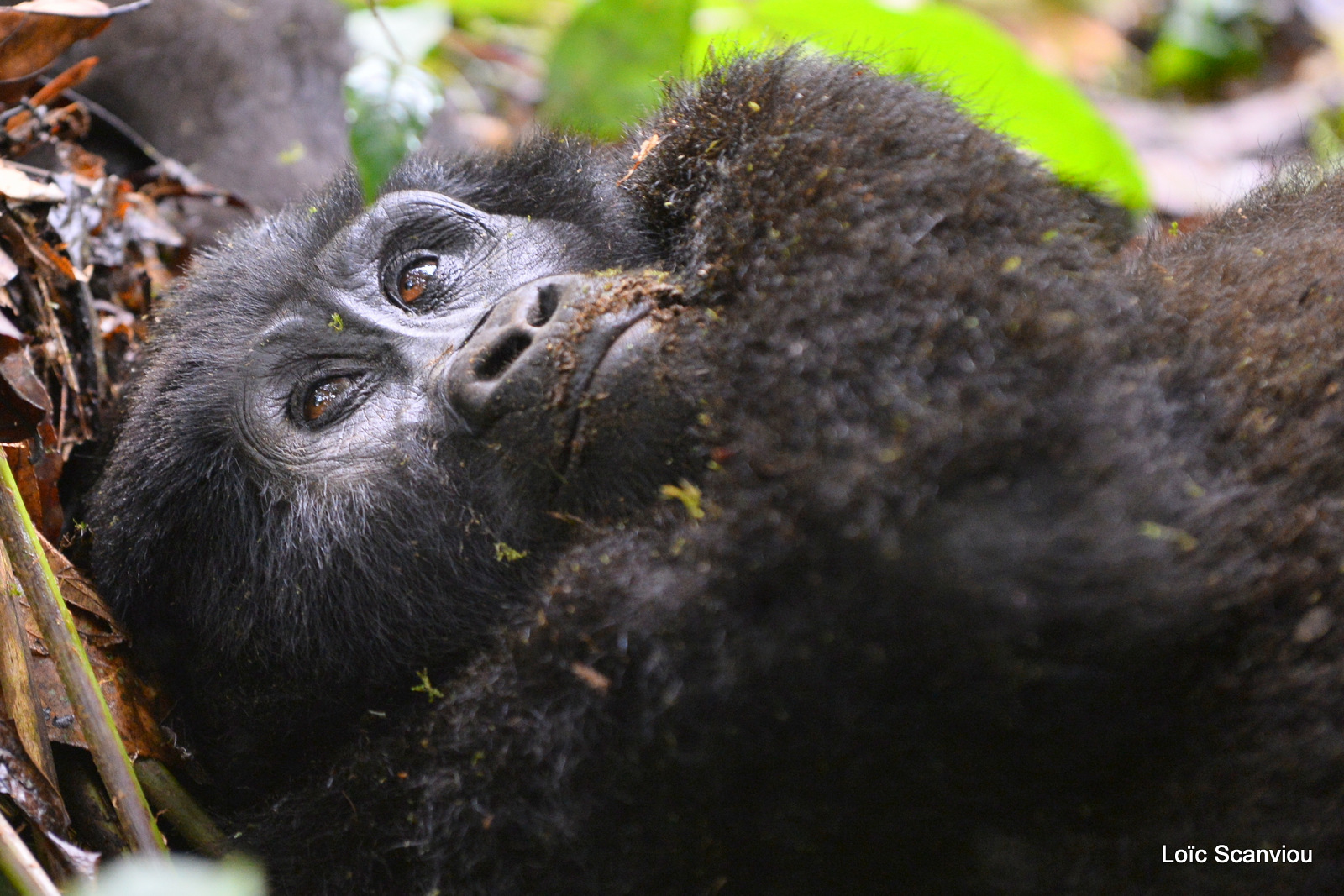 Gorille de montagne/Mountain Gorilla (19)