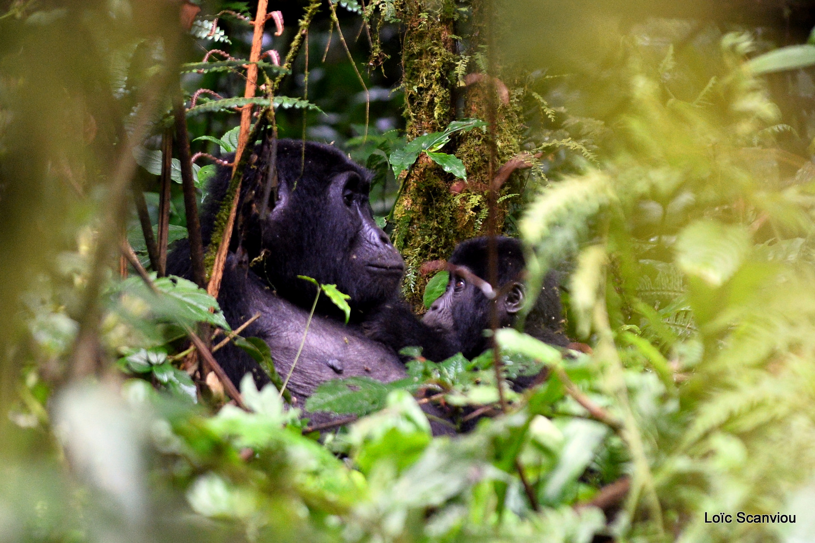 Gorille de montagne/Mountain Gorilla (20)